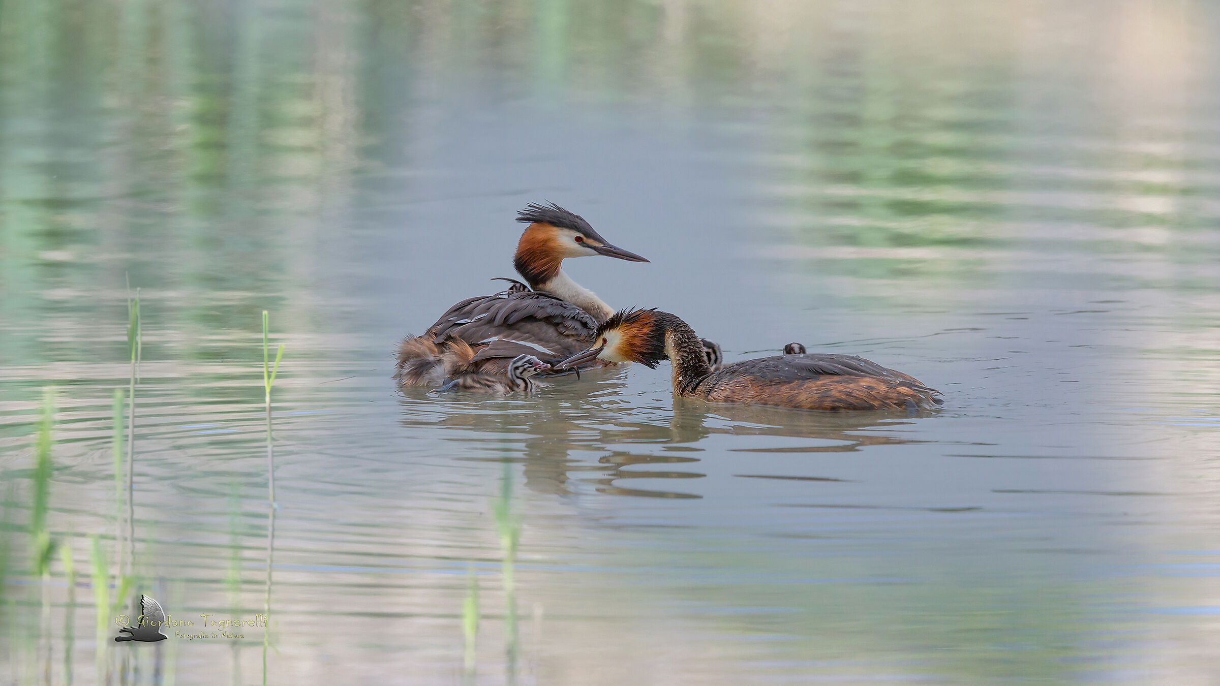 Major vase with offspring