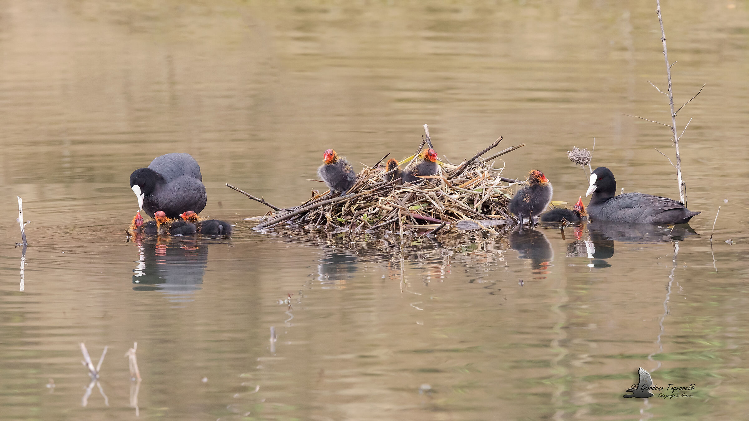 Folaga with offspring