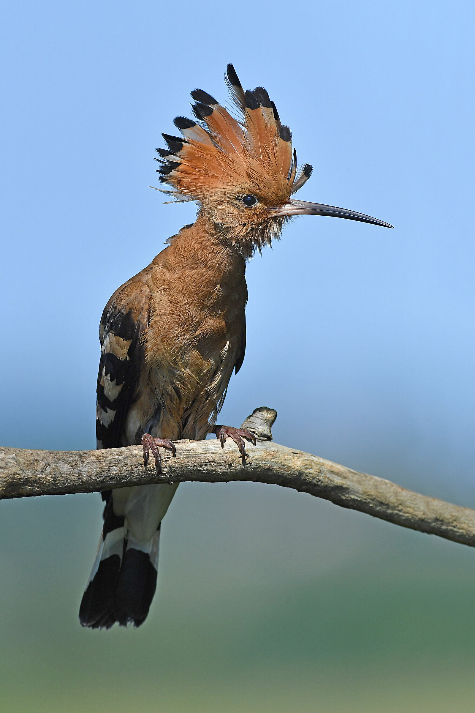 Storie di piume   5   ( Upupa )