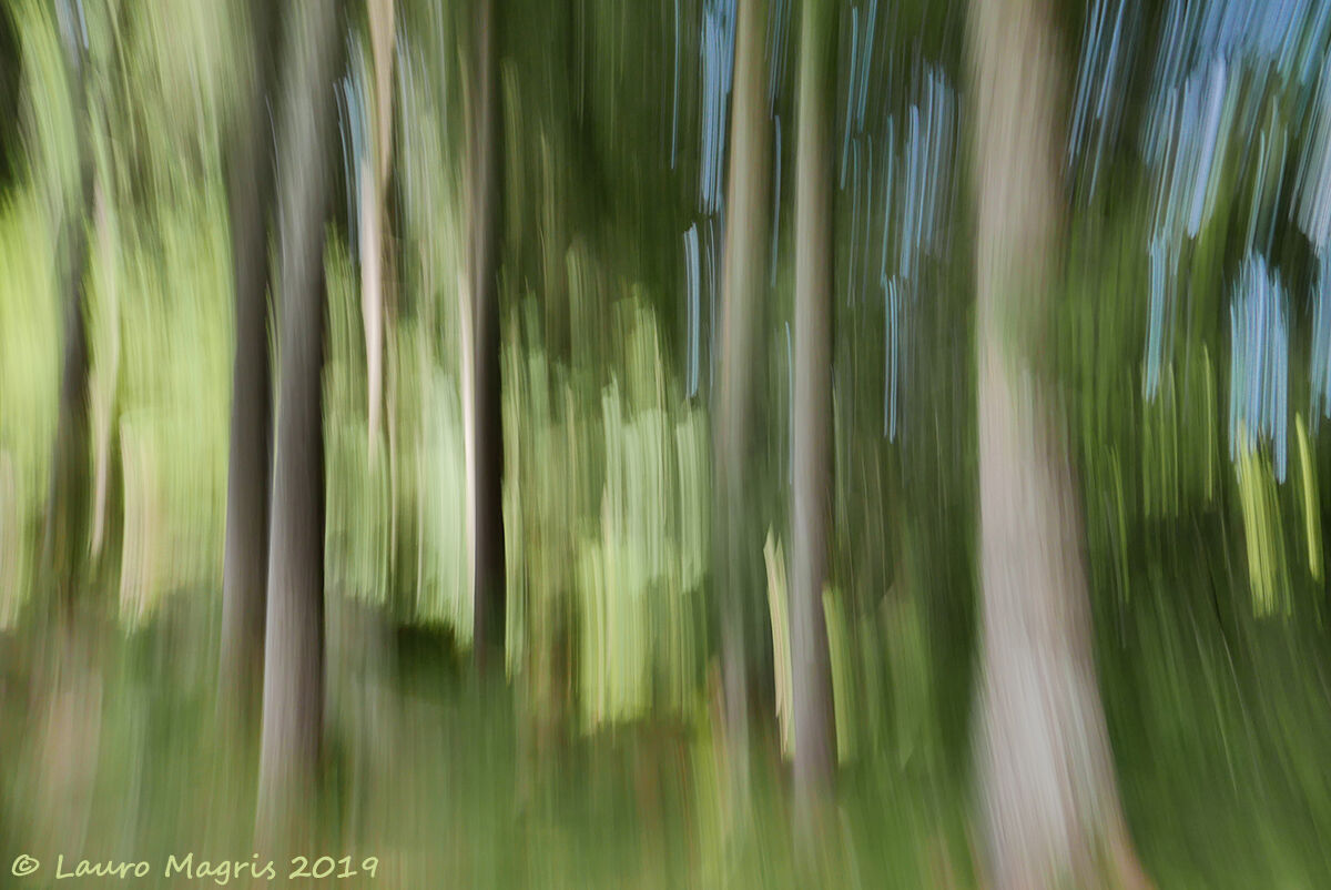 Pennellate nel bosco