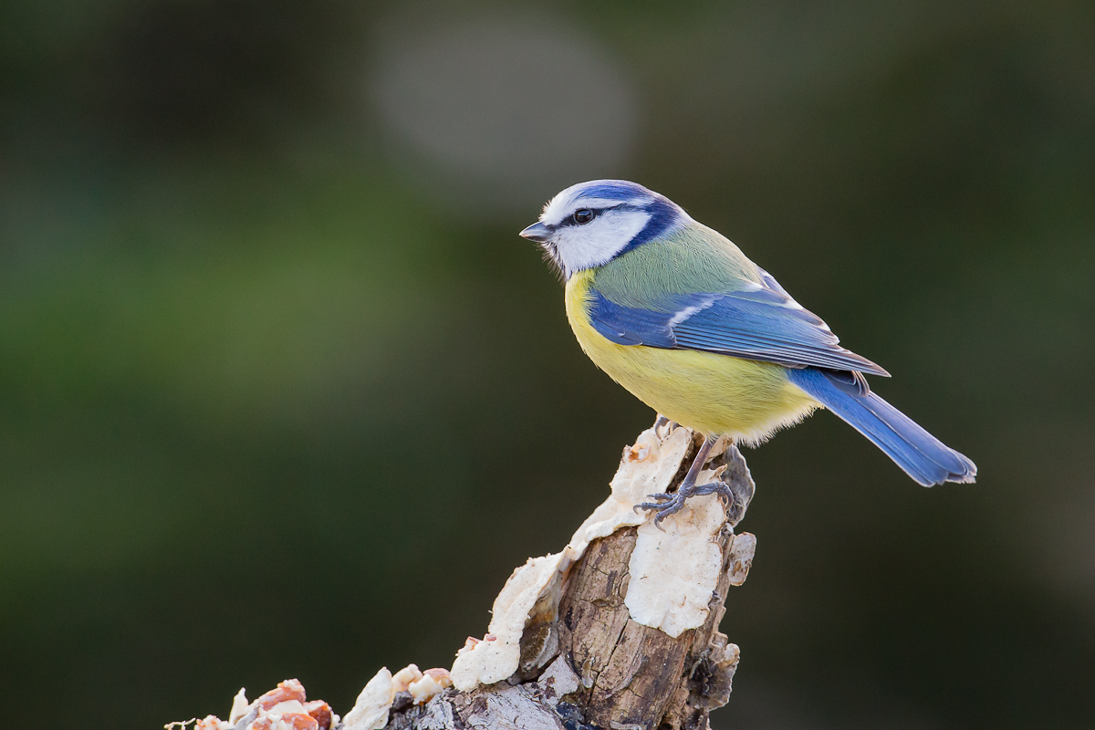 Blue Tit