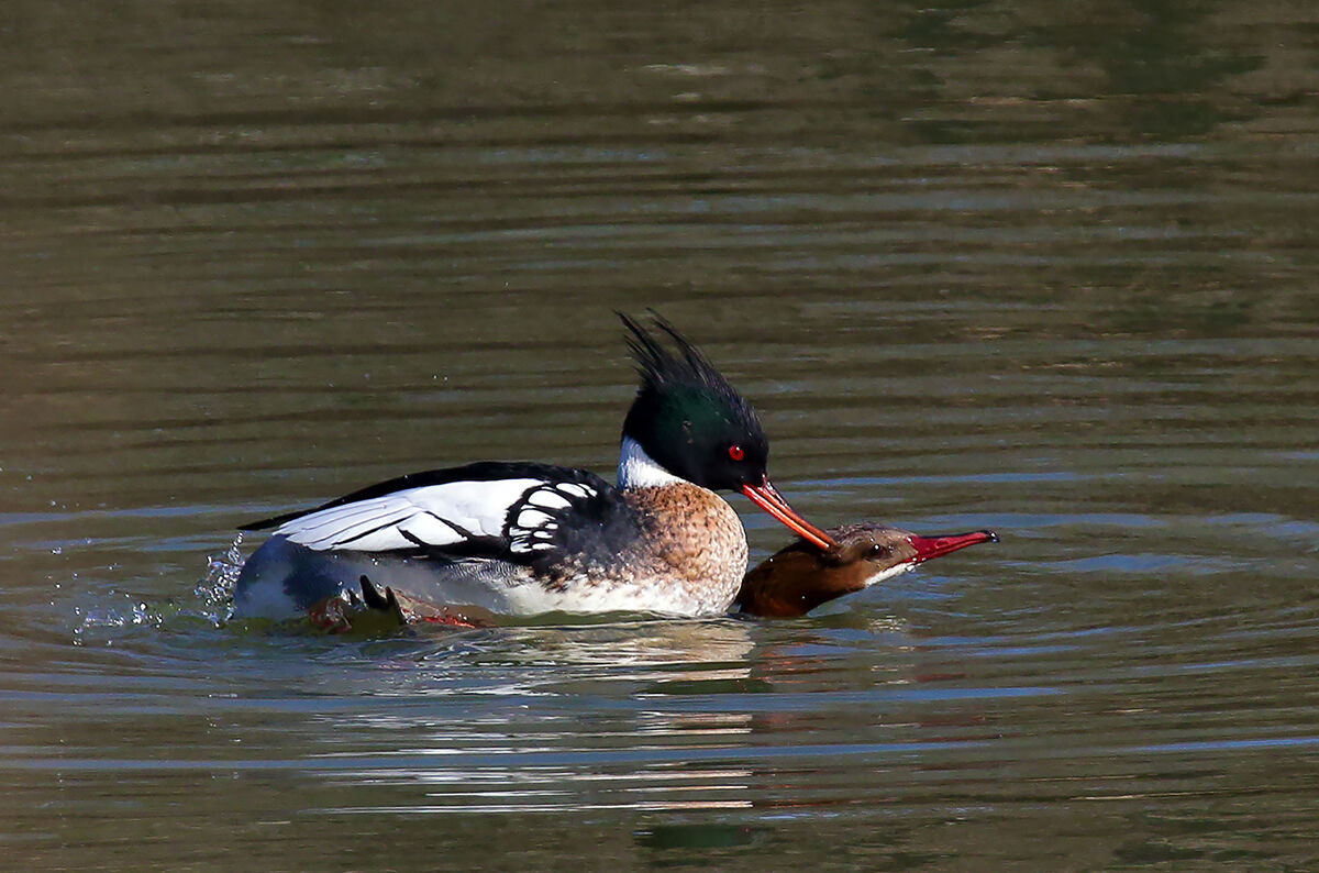 Hybridization