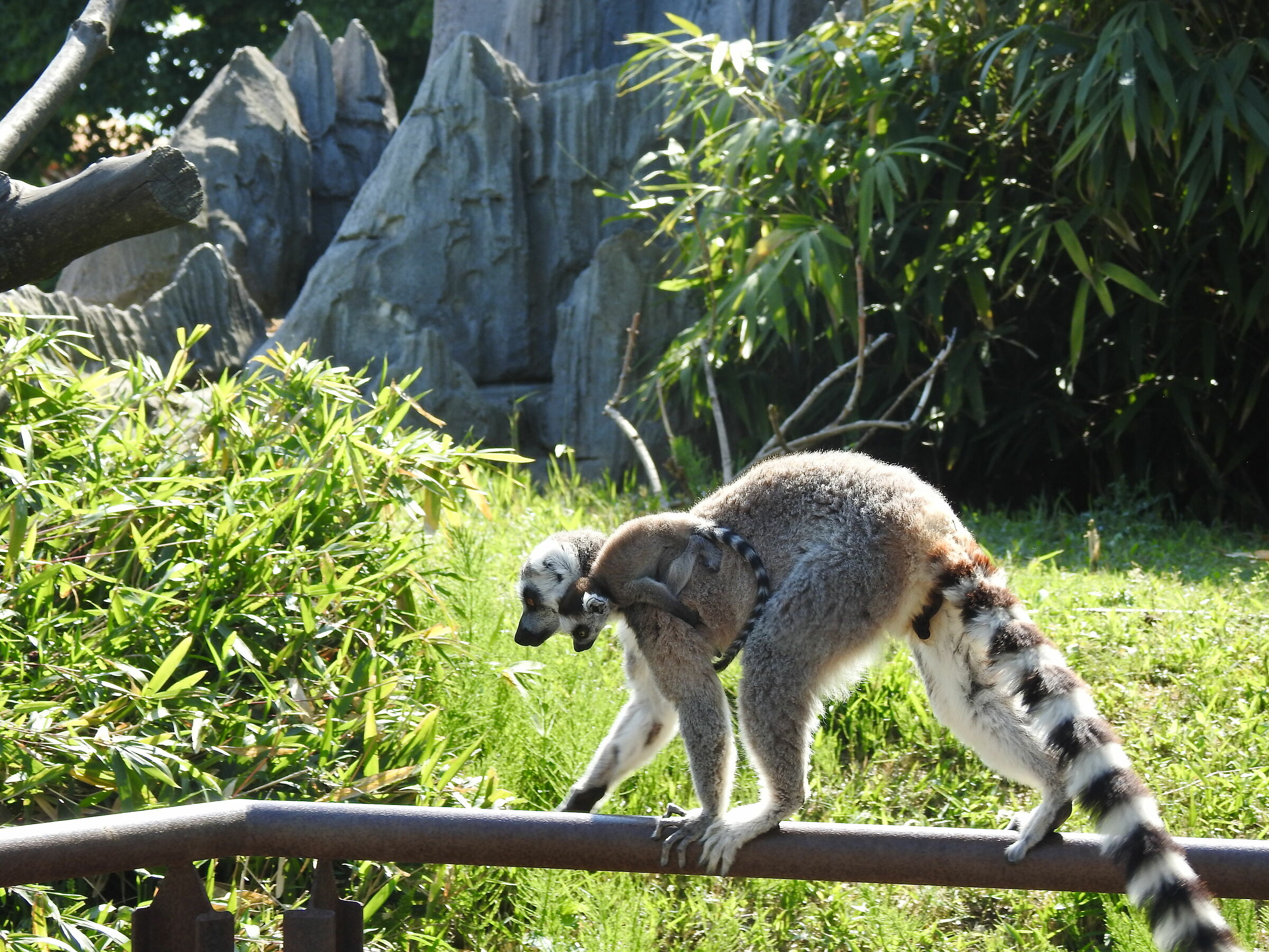 lemur family (zoom biopark -to-)