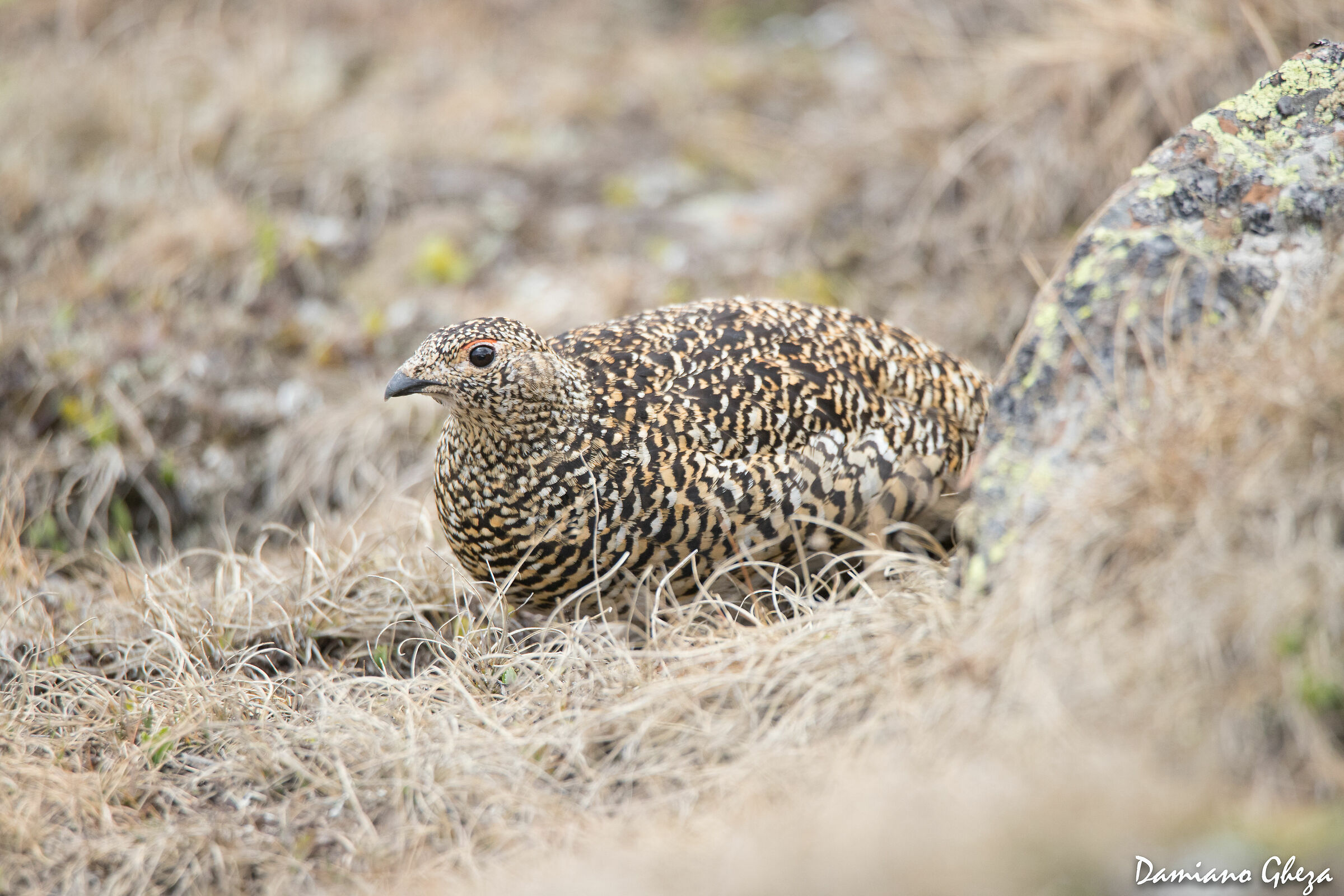 femmina di pernice bianca