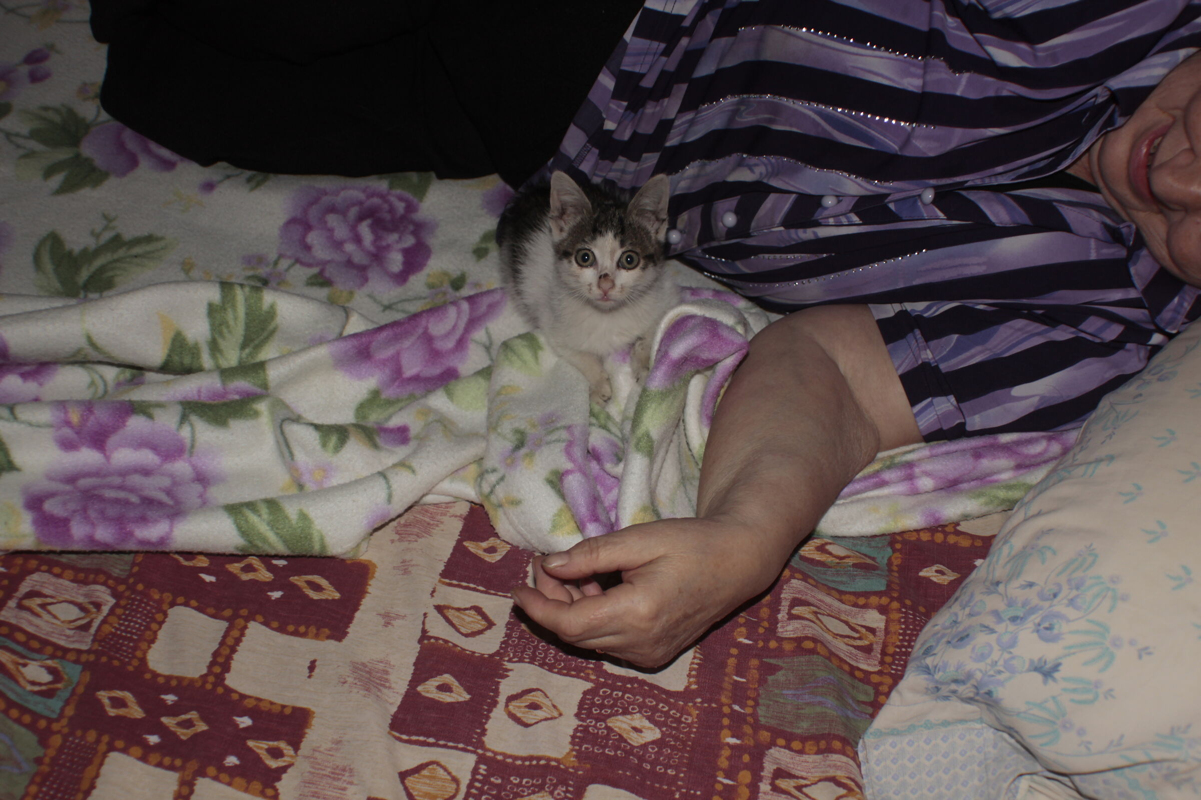 gatto salvato e dato in adozione 28/09/2018