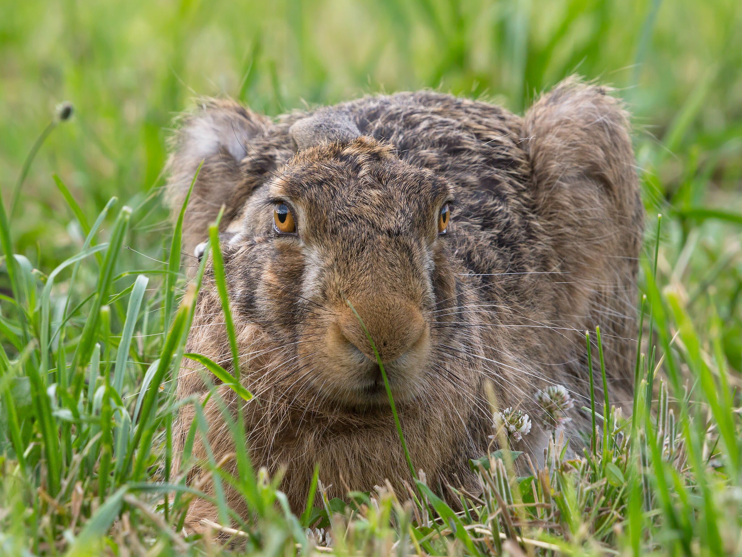 Lepre marrone (Lepus europaeus)