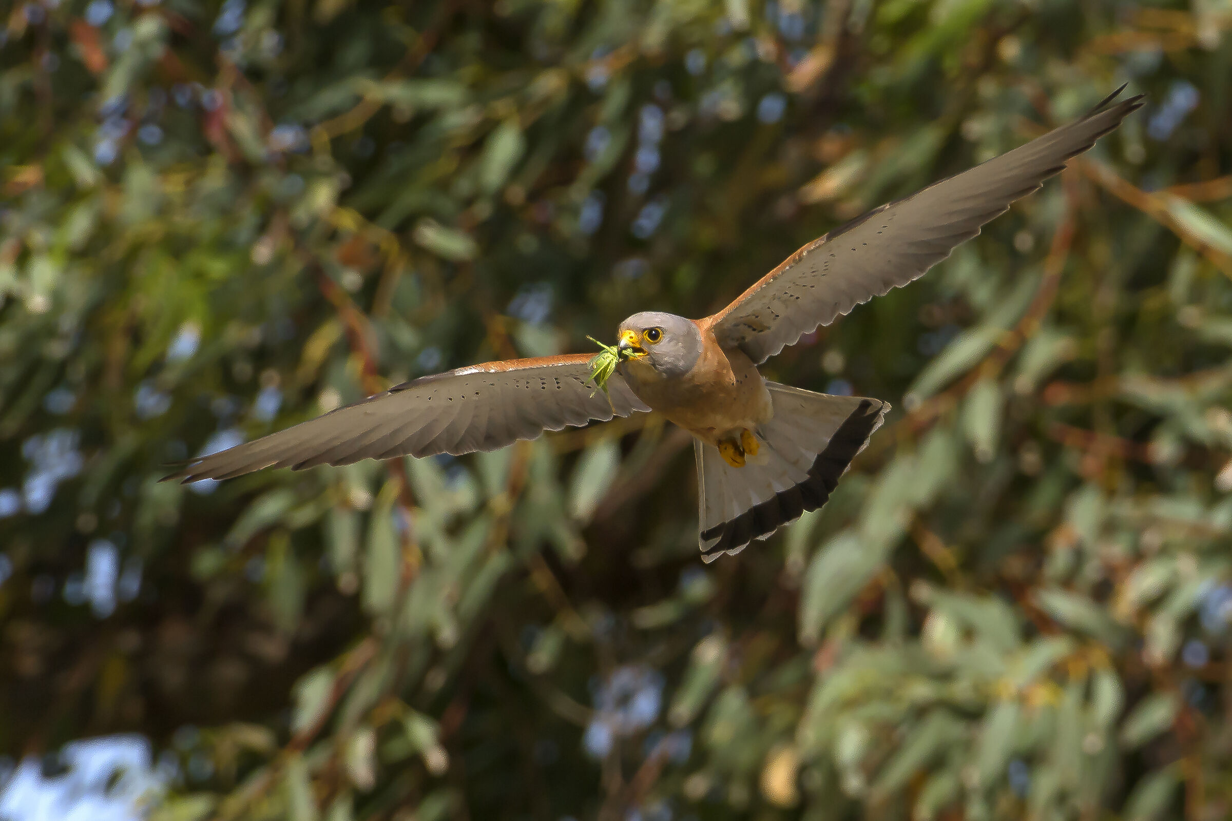 Grillaio (Falco naumanni)