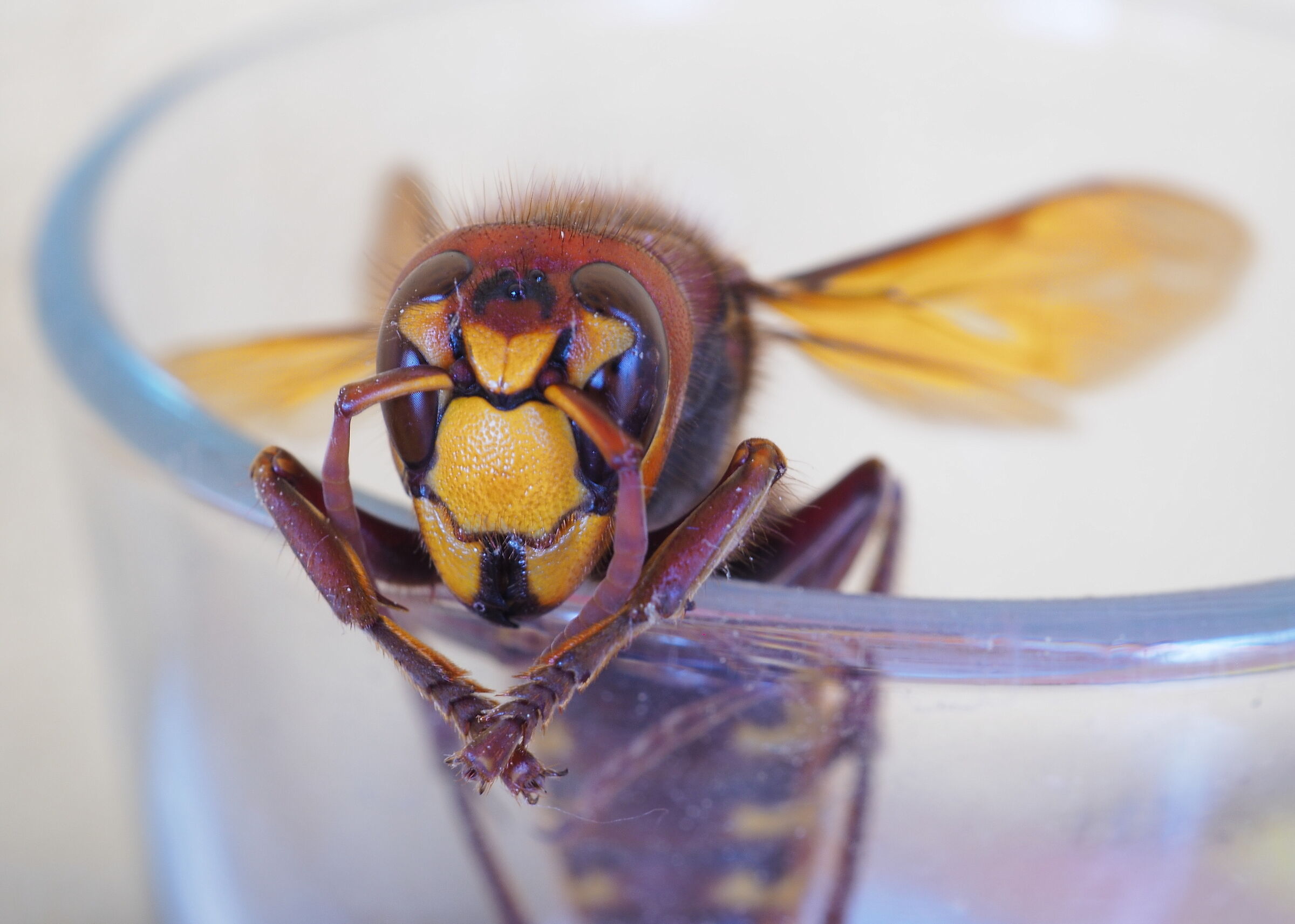 the hornet in the wine