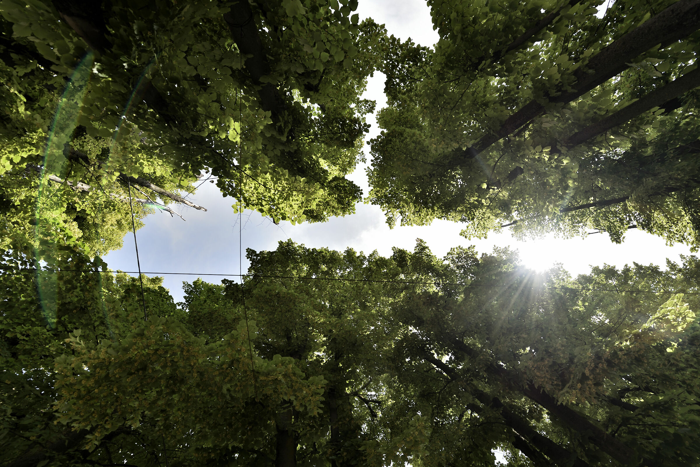 raggi tra gli alberi