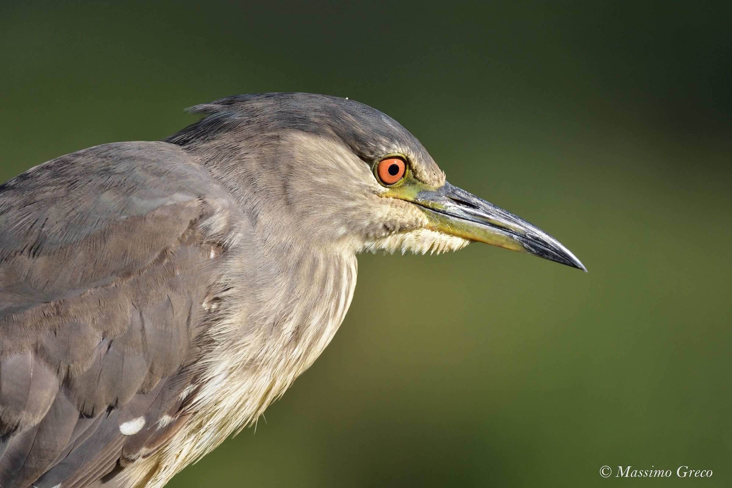 Giovane Nitticora  no crop