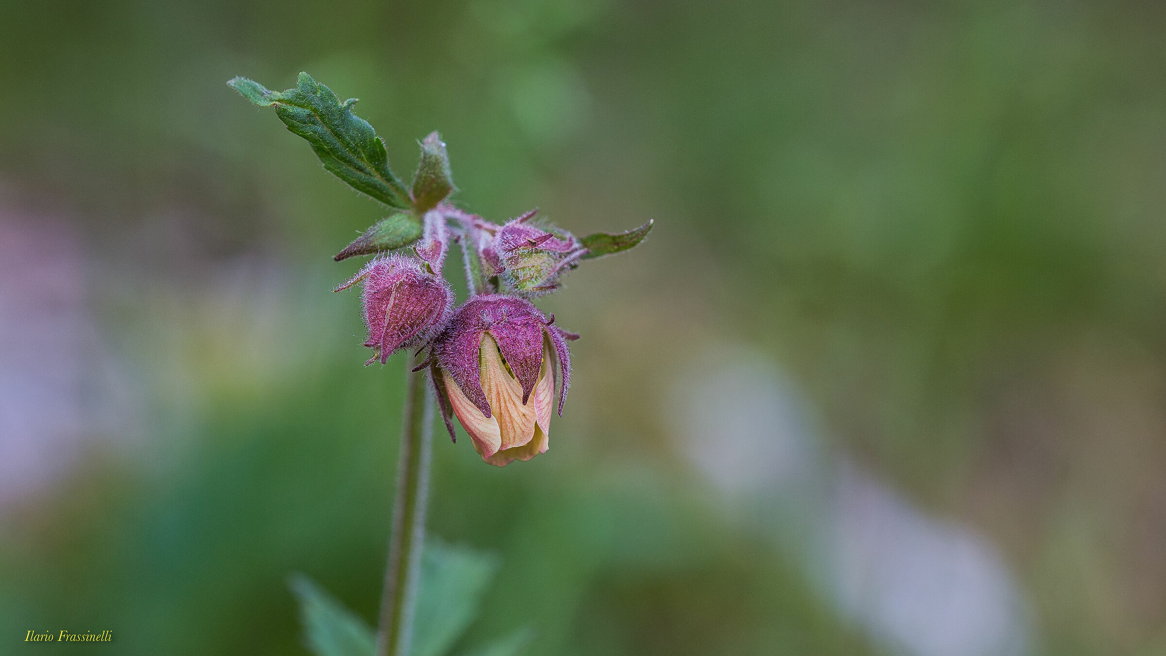 Cariofillata of the rivi