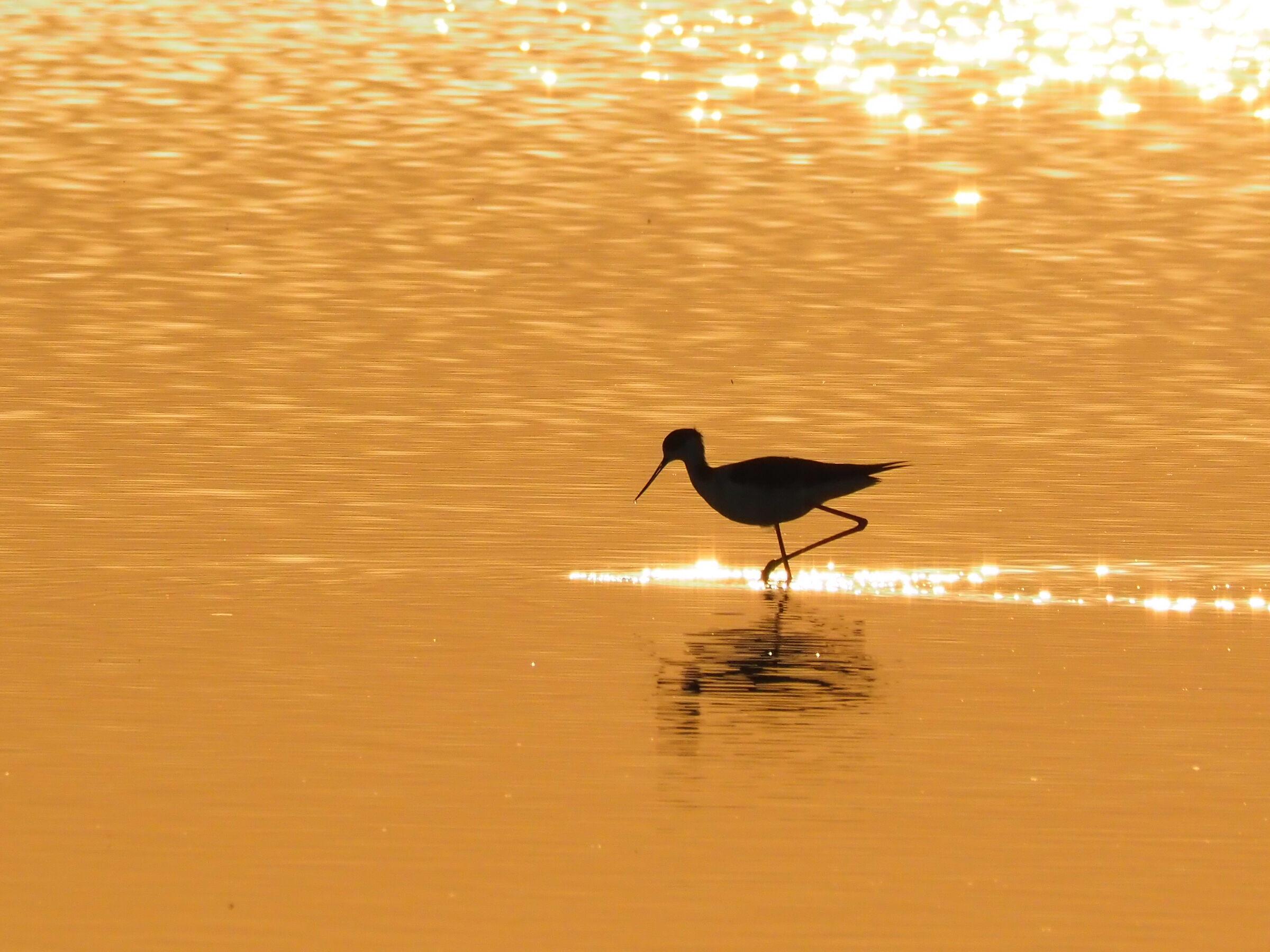 Cavaliere al tramonto