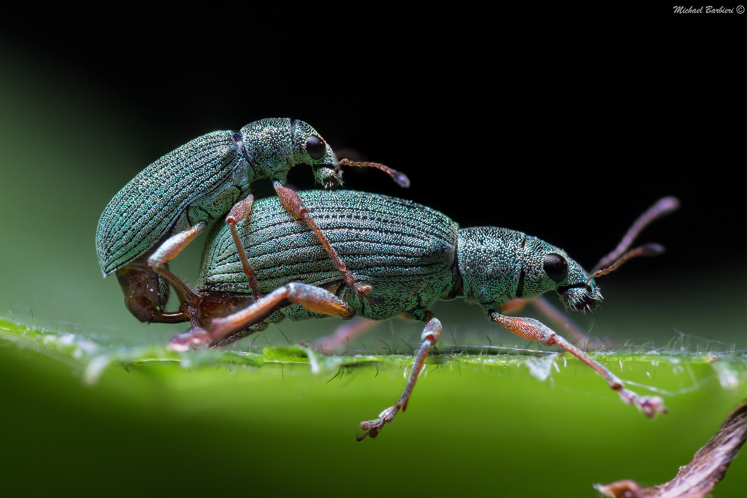 Phyllobius virideaeris