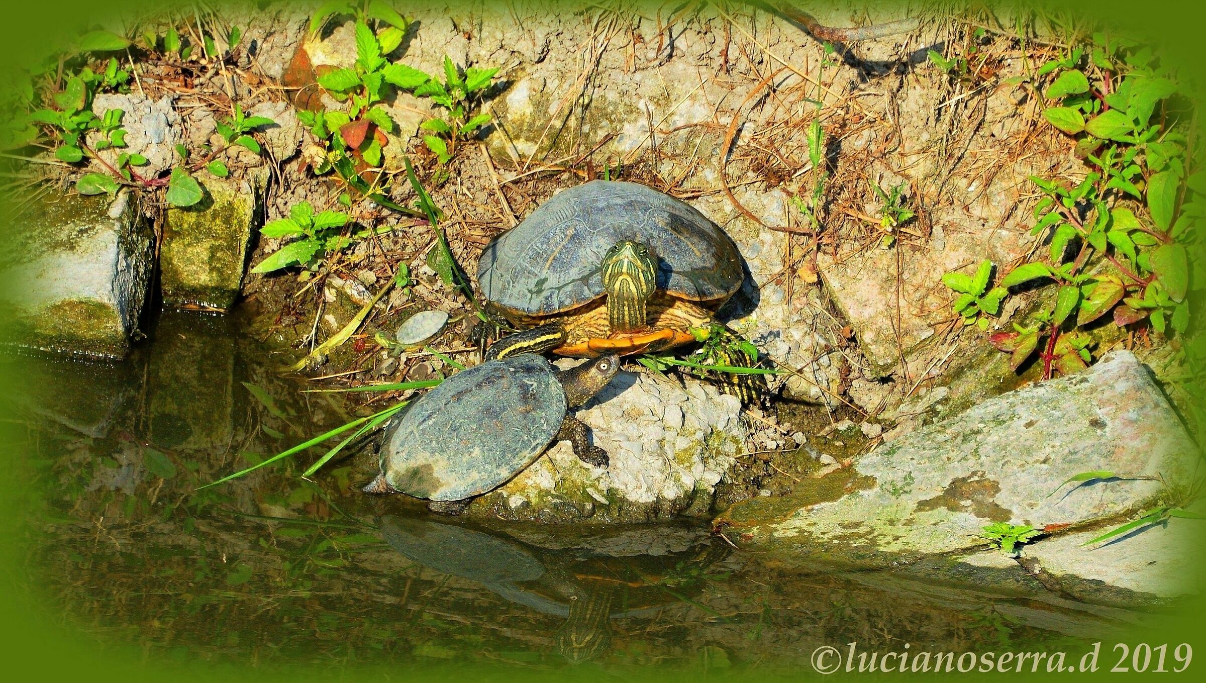 Tre tartarughe... che si abbronzano
