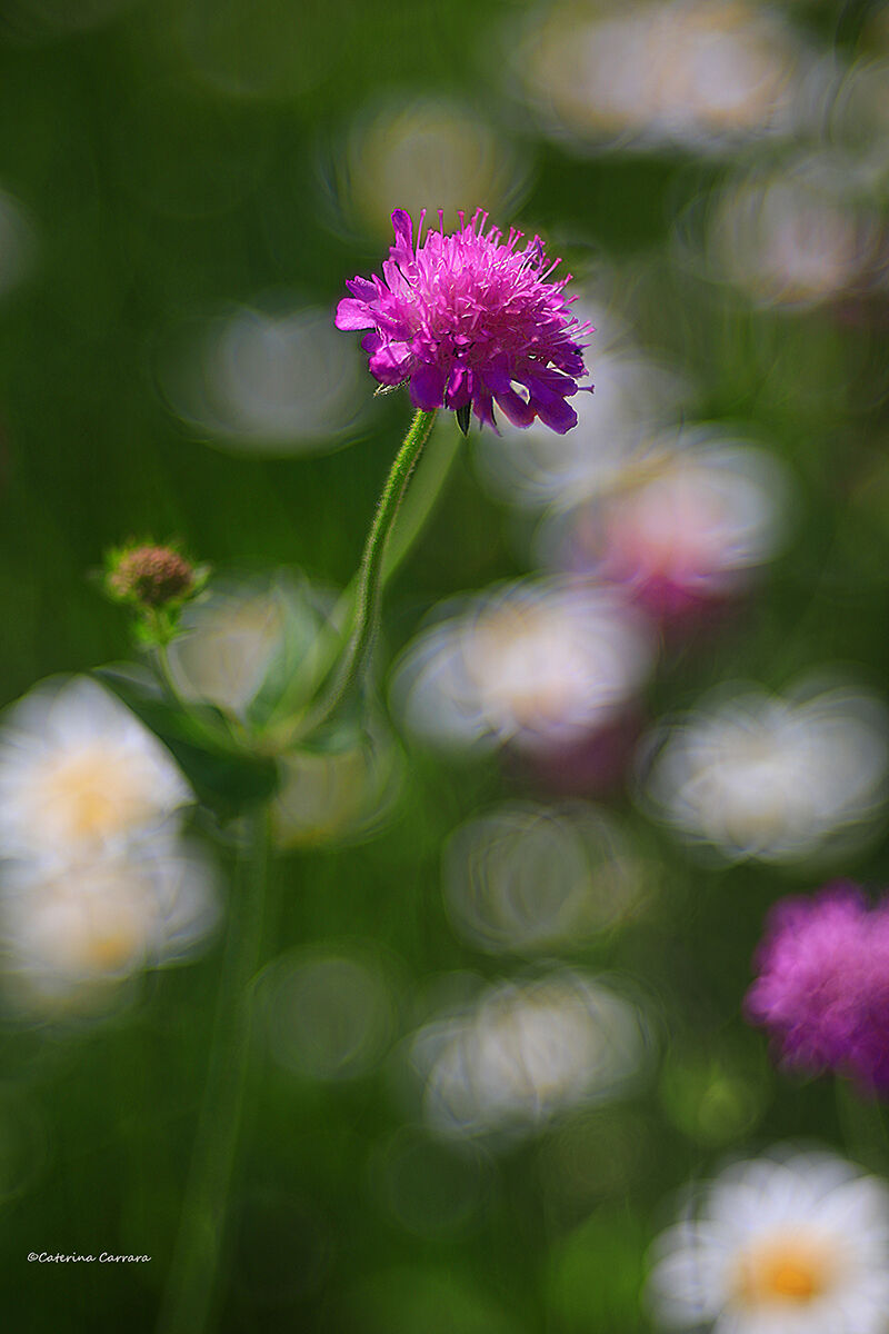 Un fiore tra i fiori