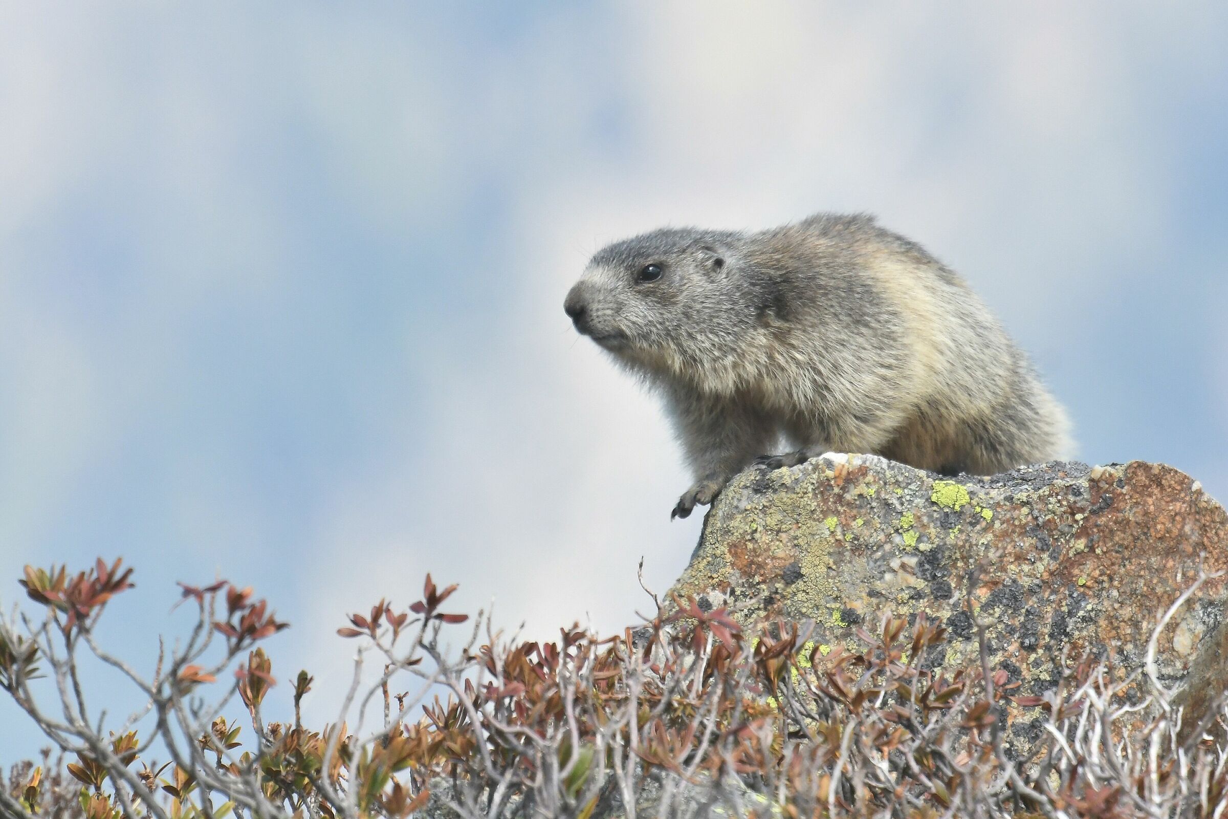 marmotta