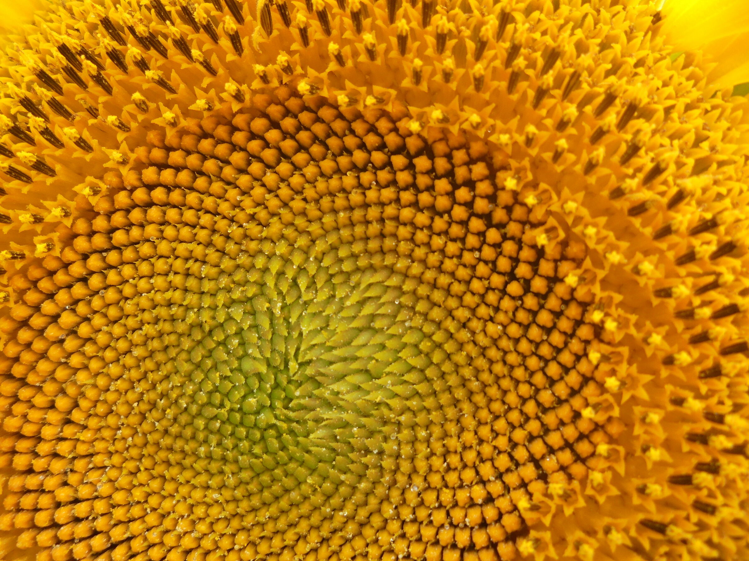 Sunflower perfection