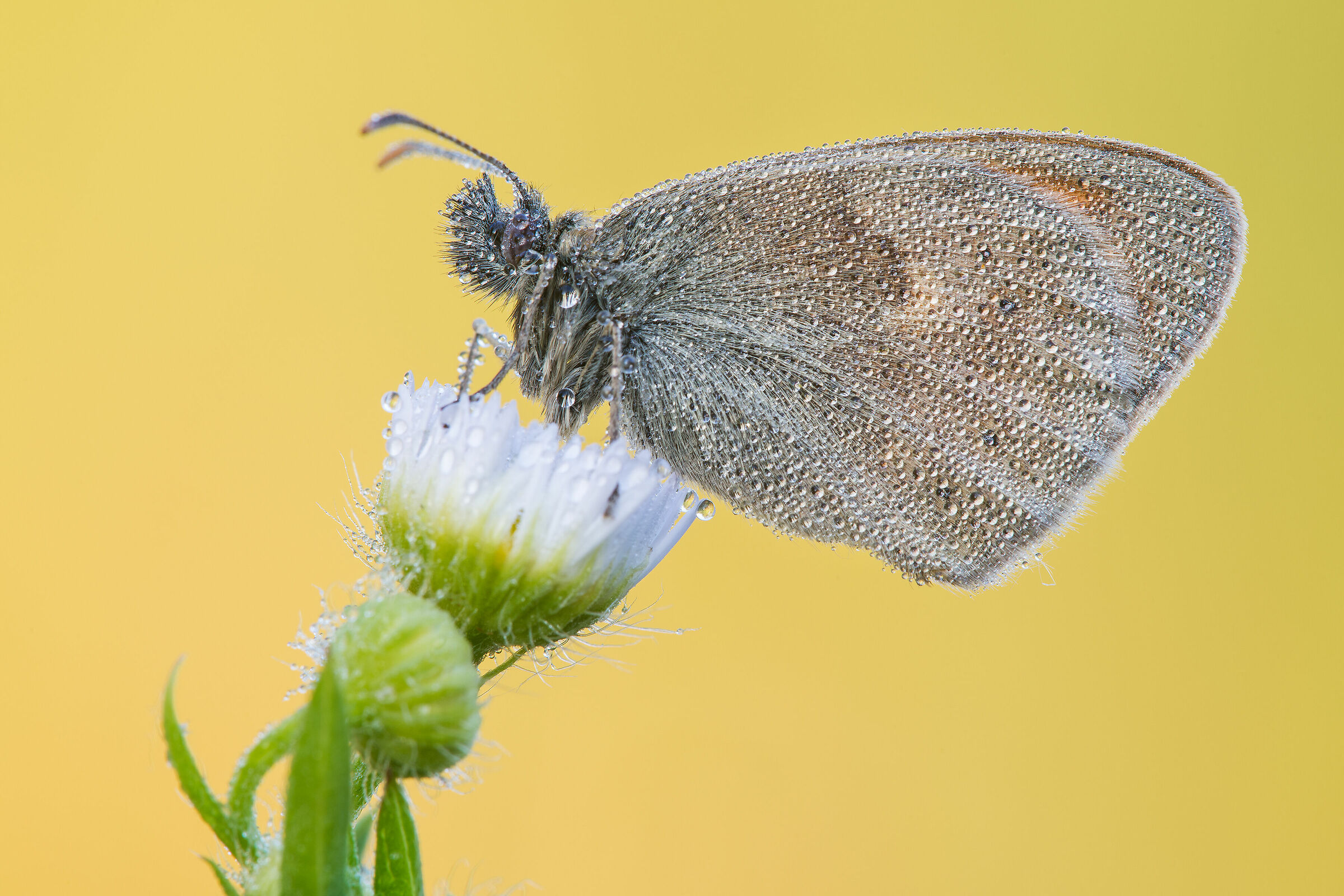 Coenonympha pamphilus