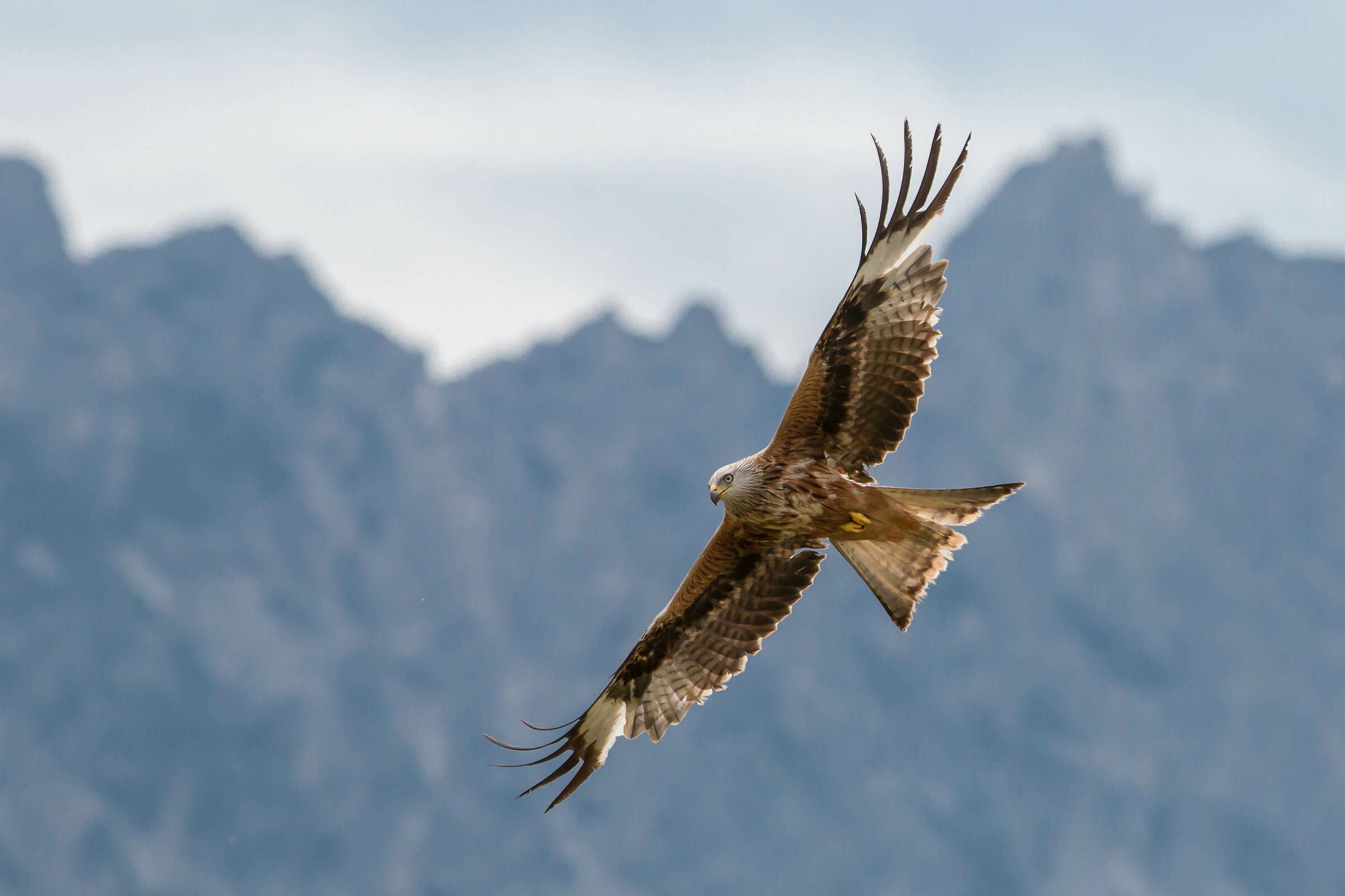 Can anyone tell me what a hawk he is? Thank you.