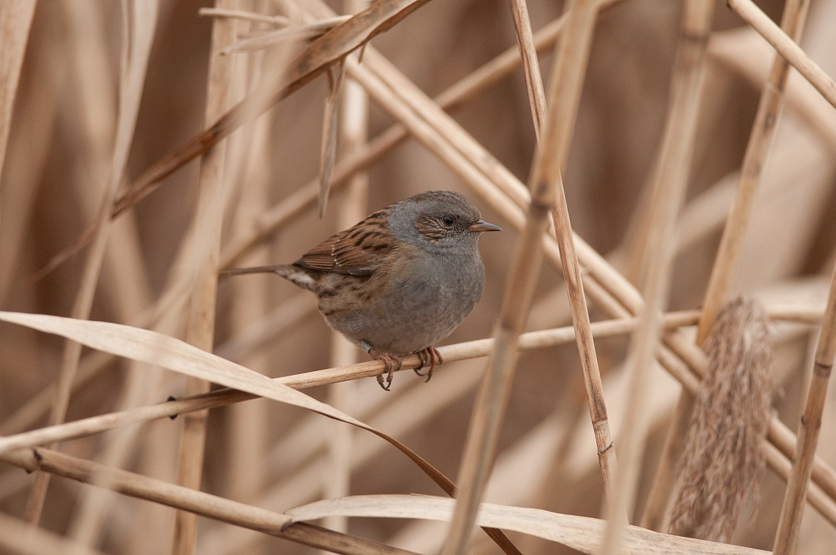 Dunnock