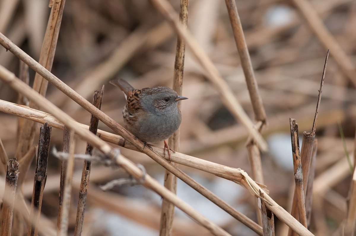 Dunnock