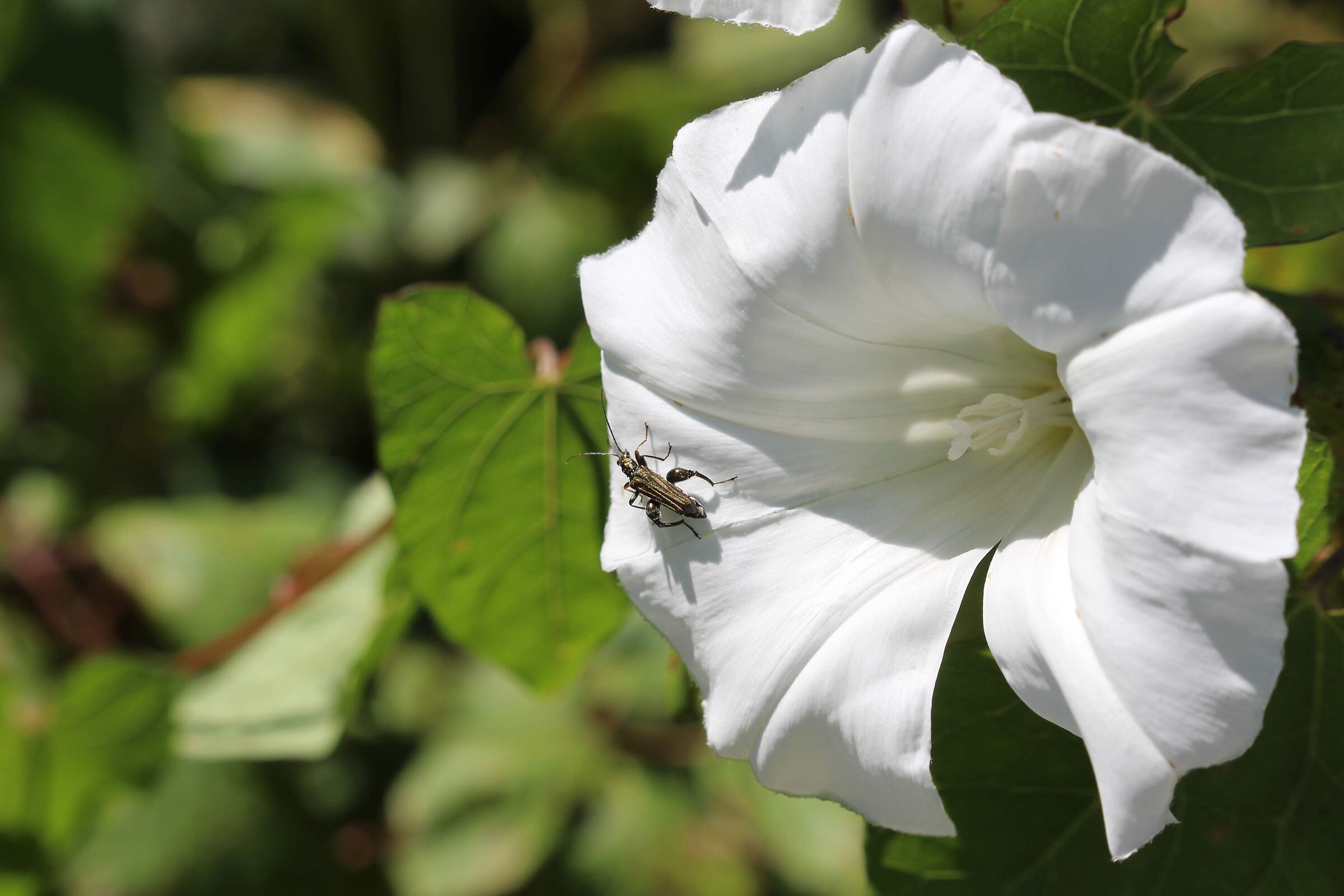 Insect on the flower