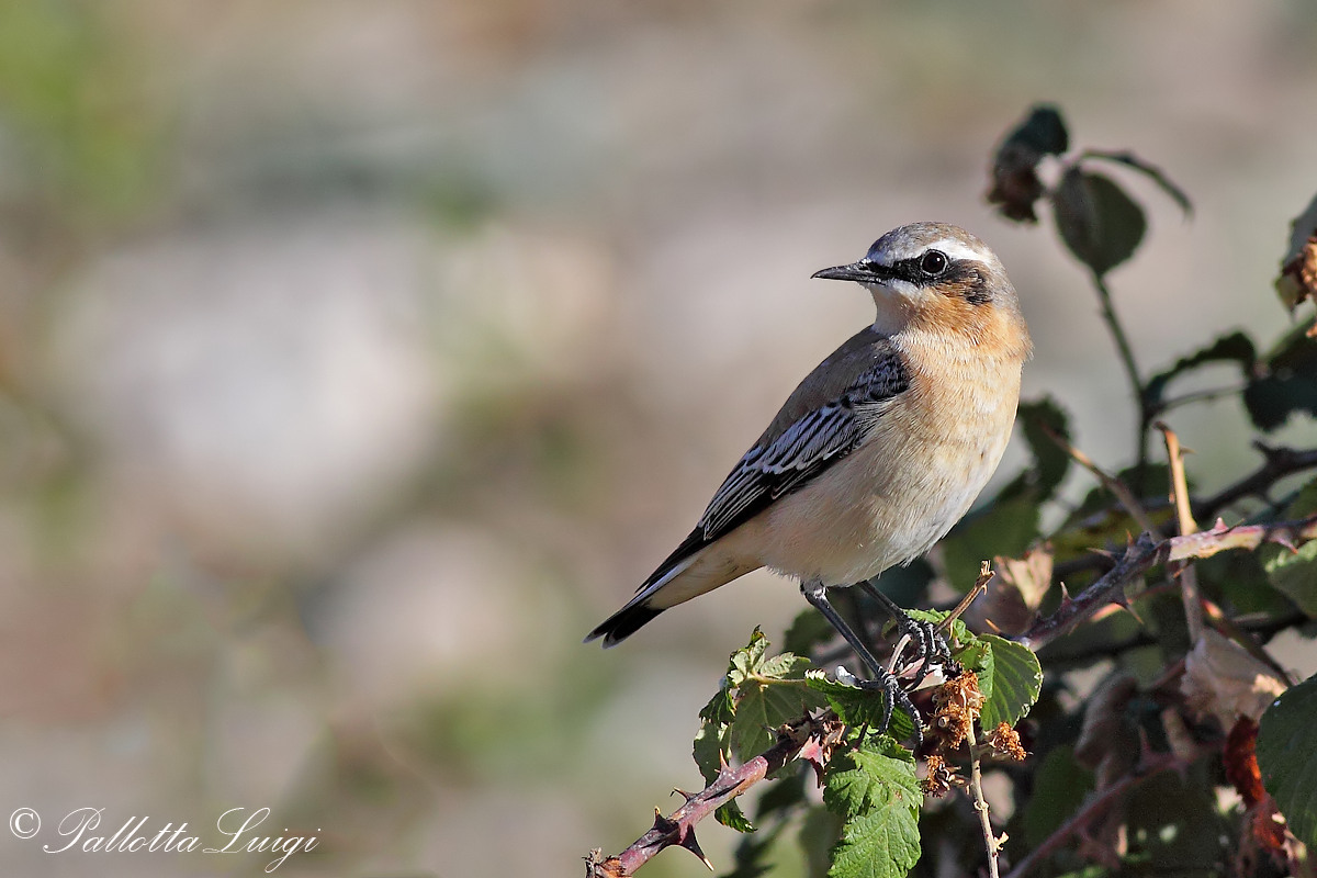 Wheatear (Oenanthe oenanthe)