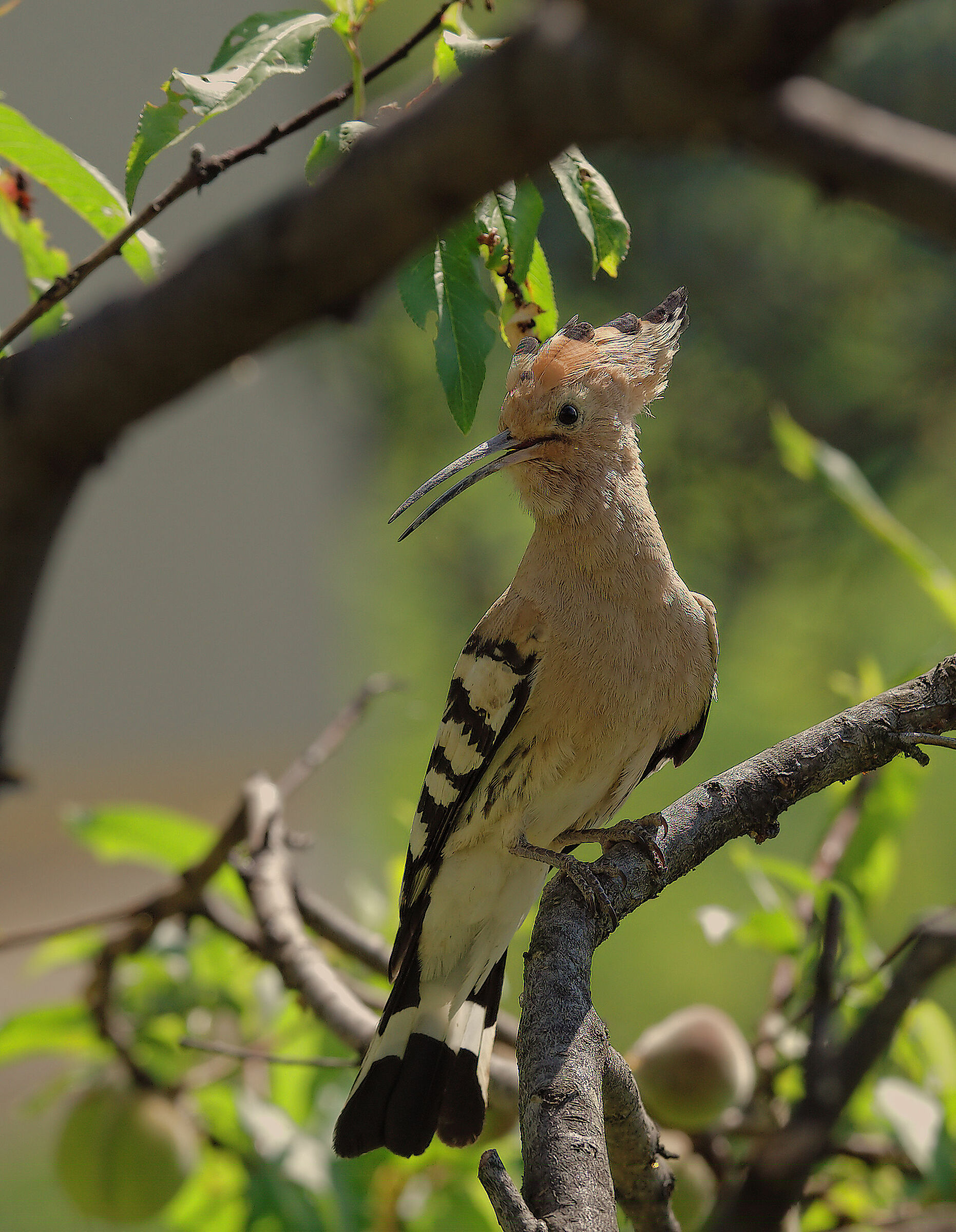 Hoopoe