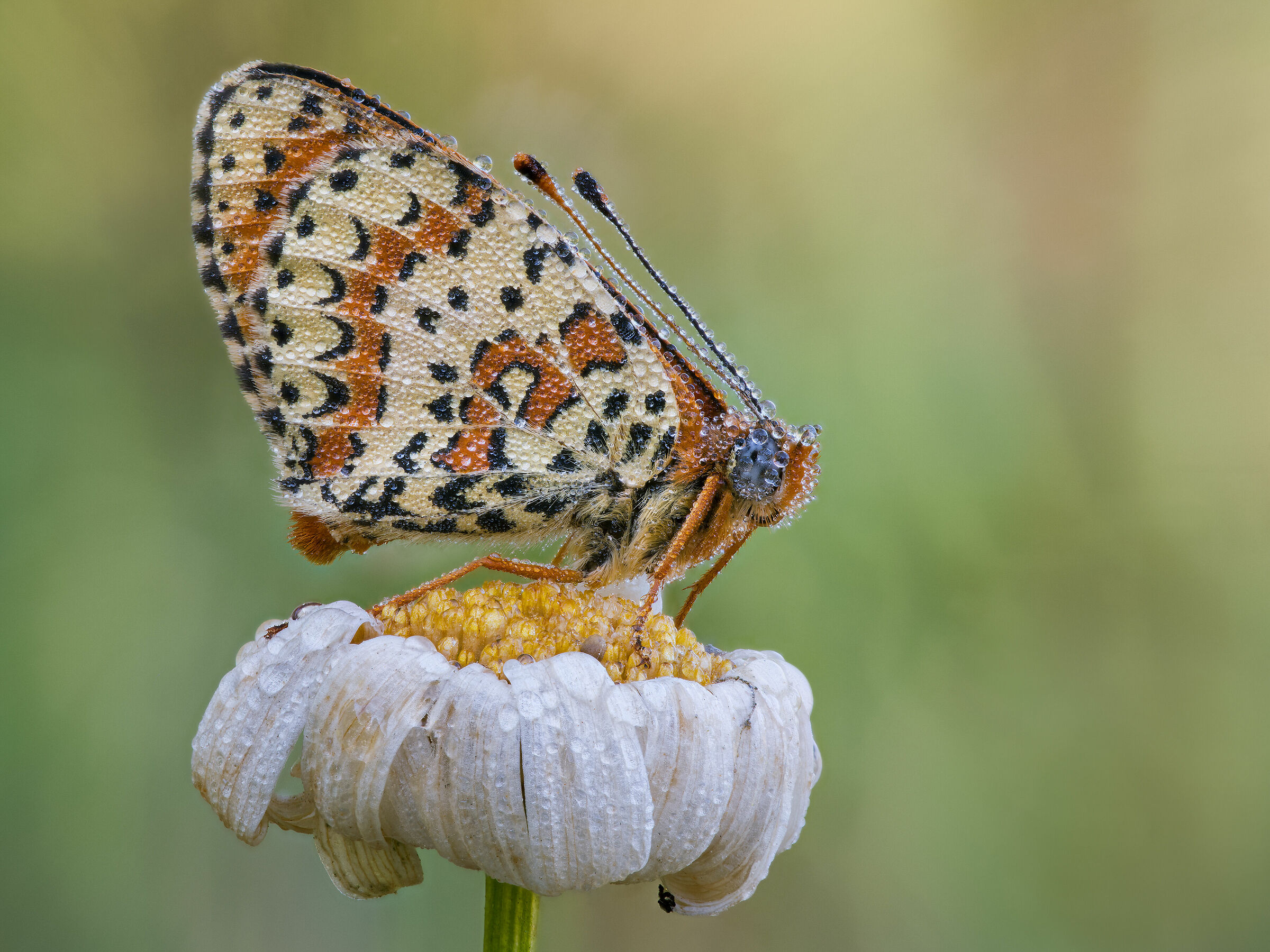 Melitaea didyma