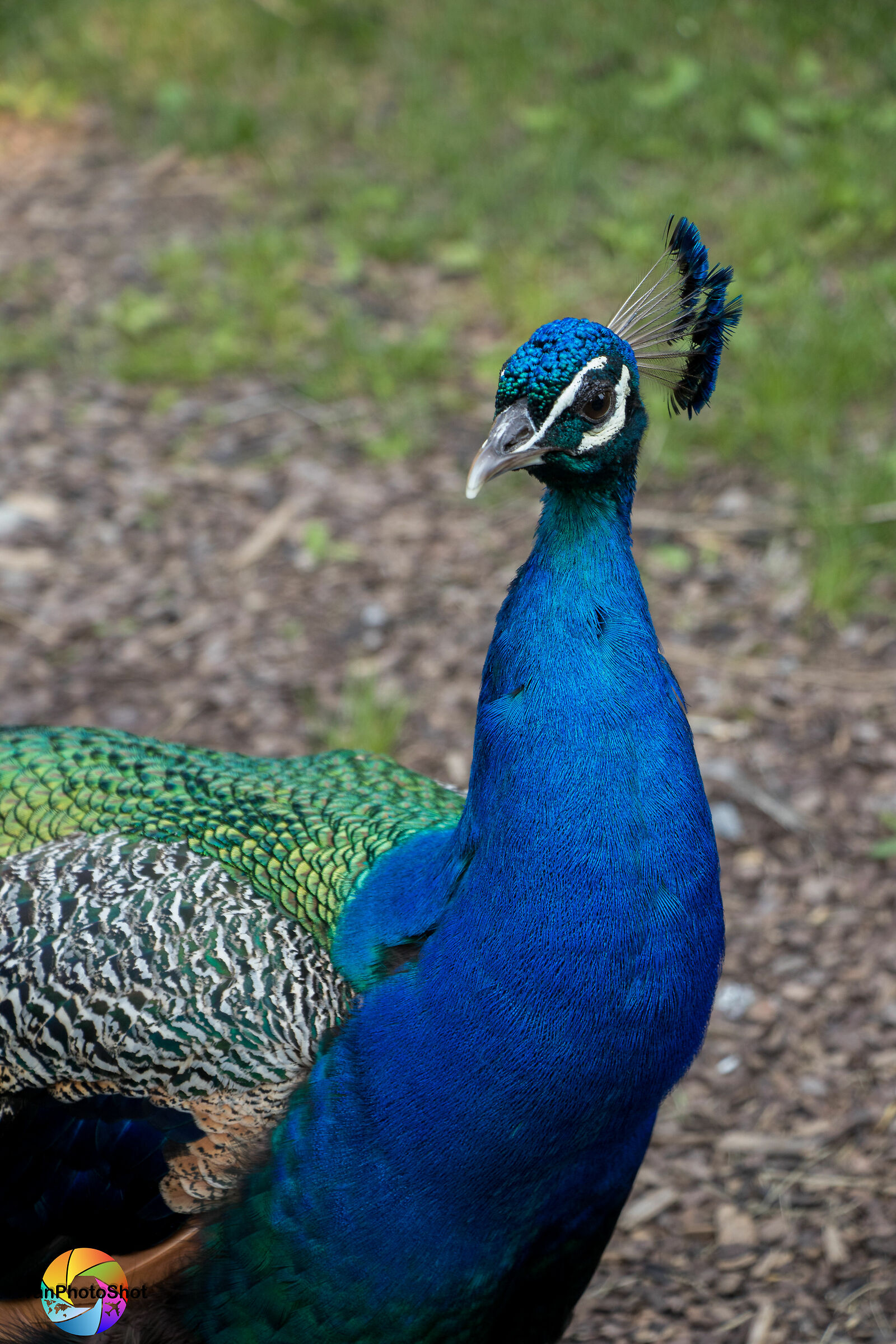 Peacock