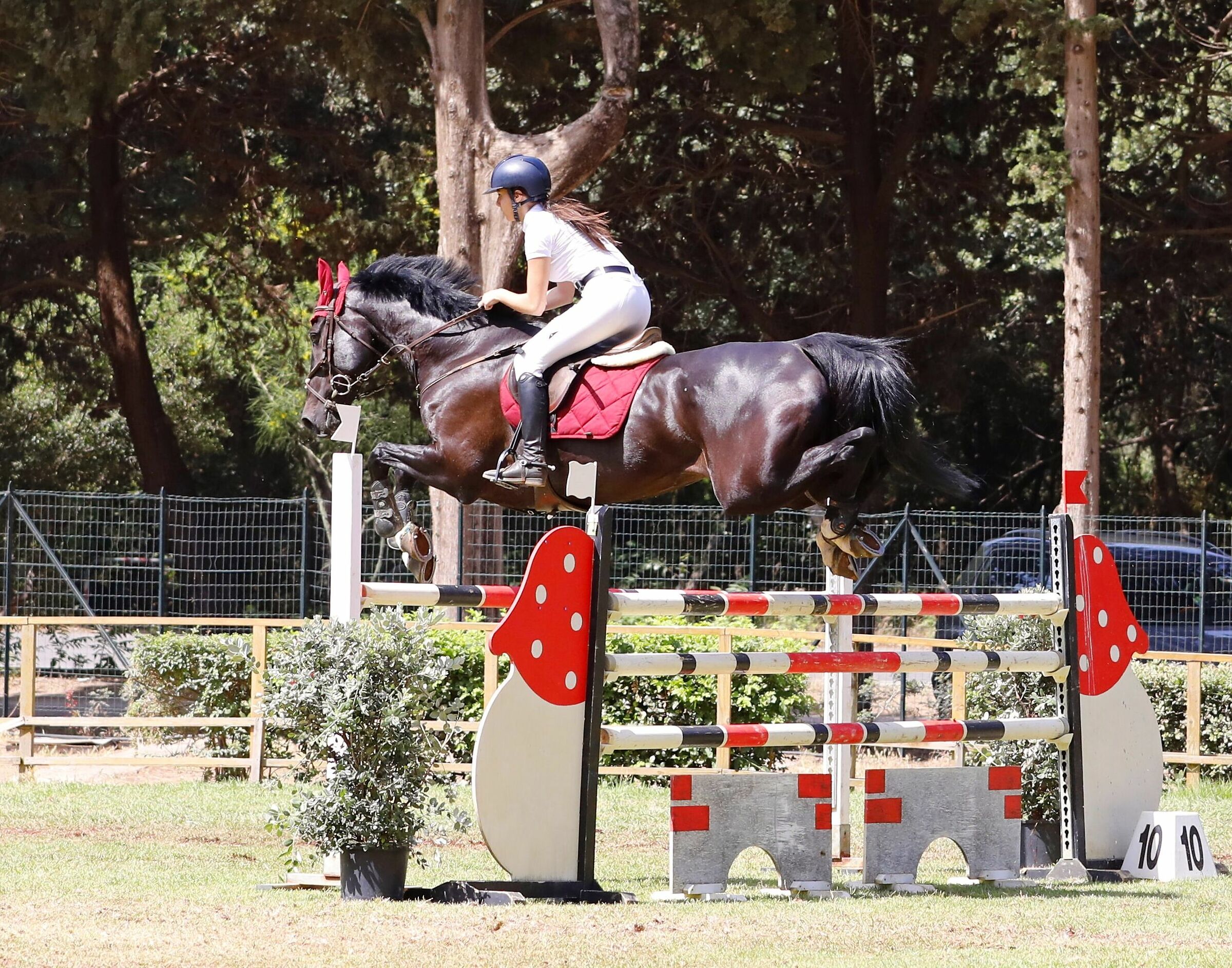 Concorso Ippico alla Favorita di Palermo 16 giugno 2019