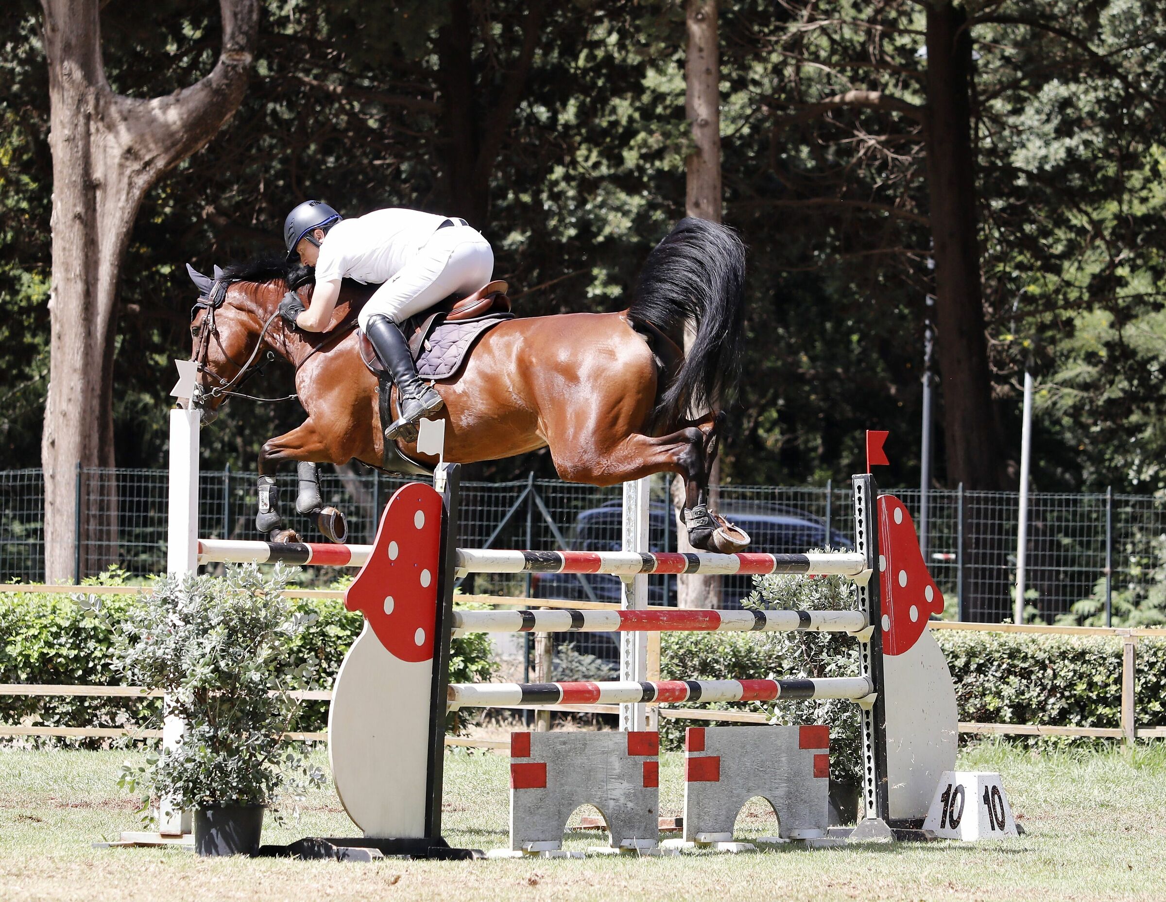 Concorso Ippico alla Favorita di Palermo 16 giugno 2019
