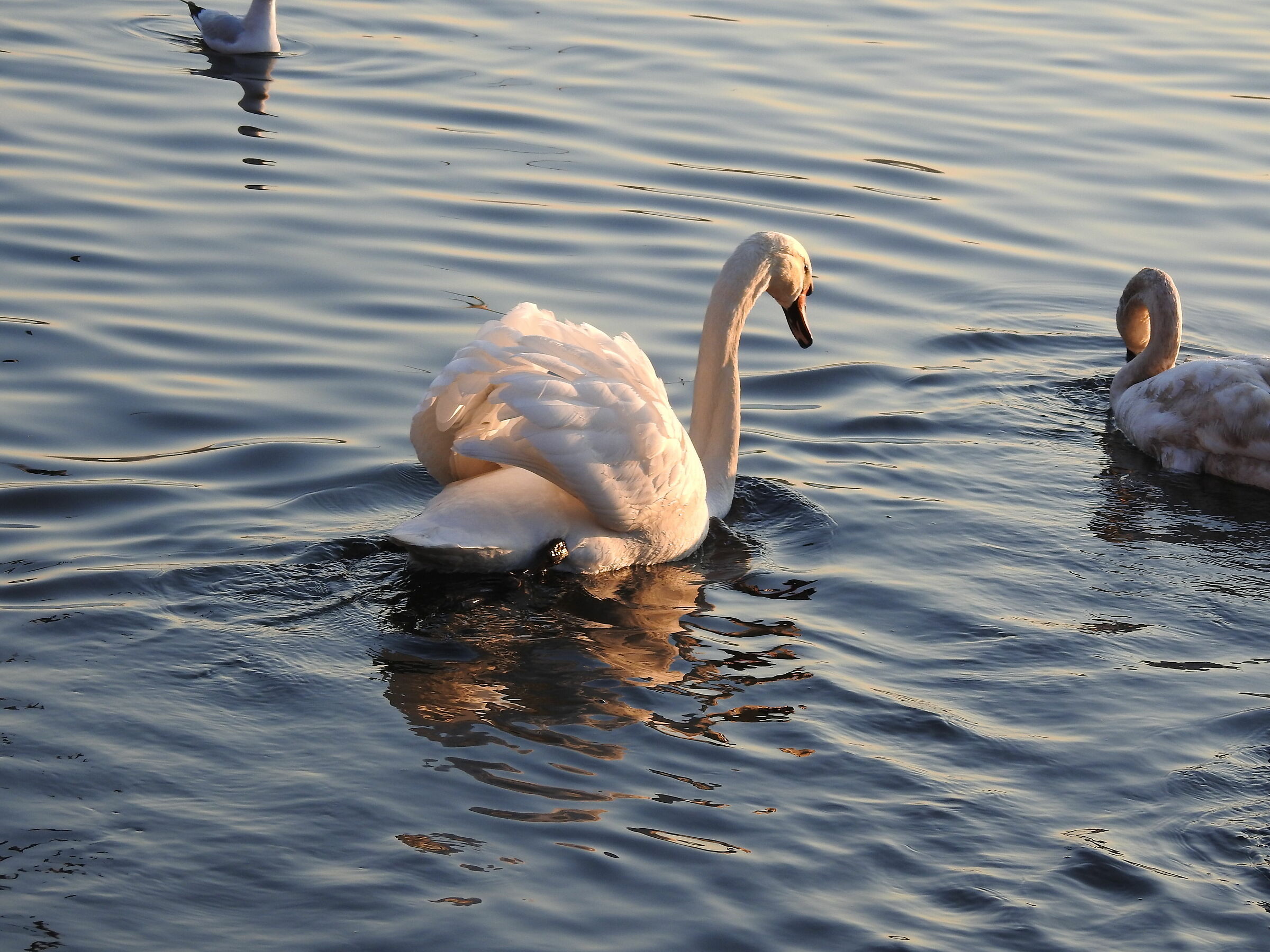 Swans (Schiranna -va-)