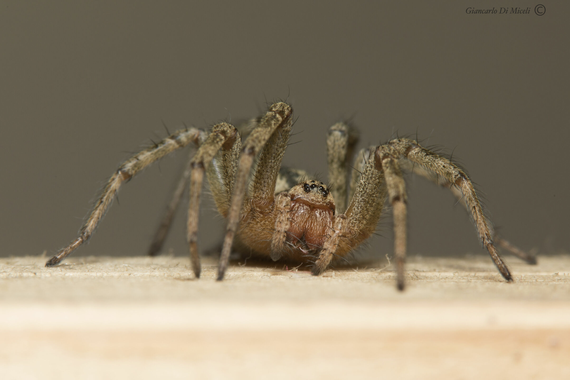 AGELENA LABYRINTHICA (AGELENIDAE)
