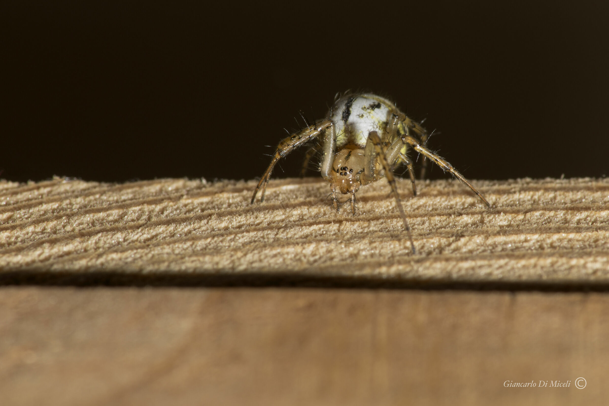 Spider- Mangora acalypha (Araneidae)