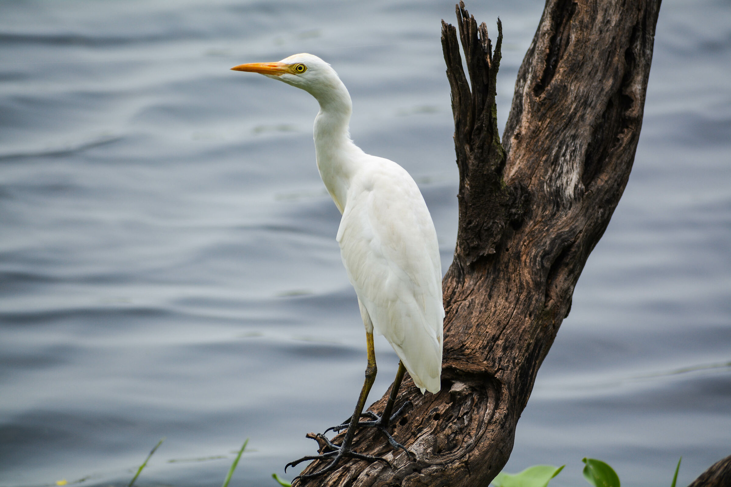 Airone Bianco Maggiore