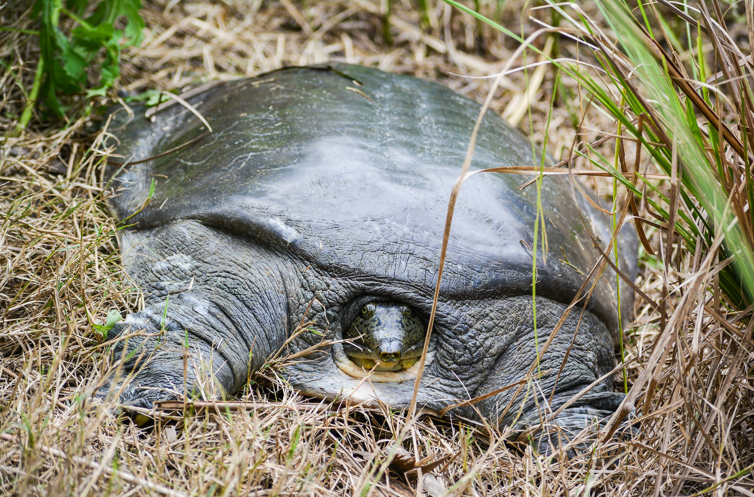Tartaruga Alata Indiana