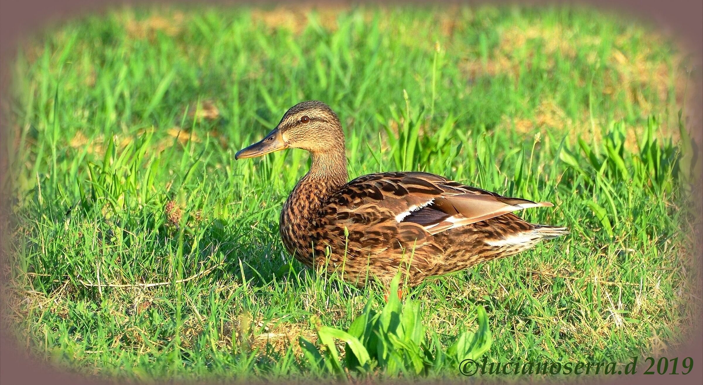 Femmina di germano reale... a passeggio