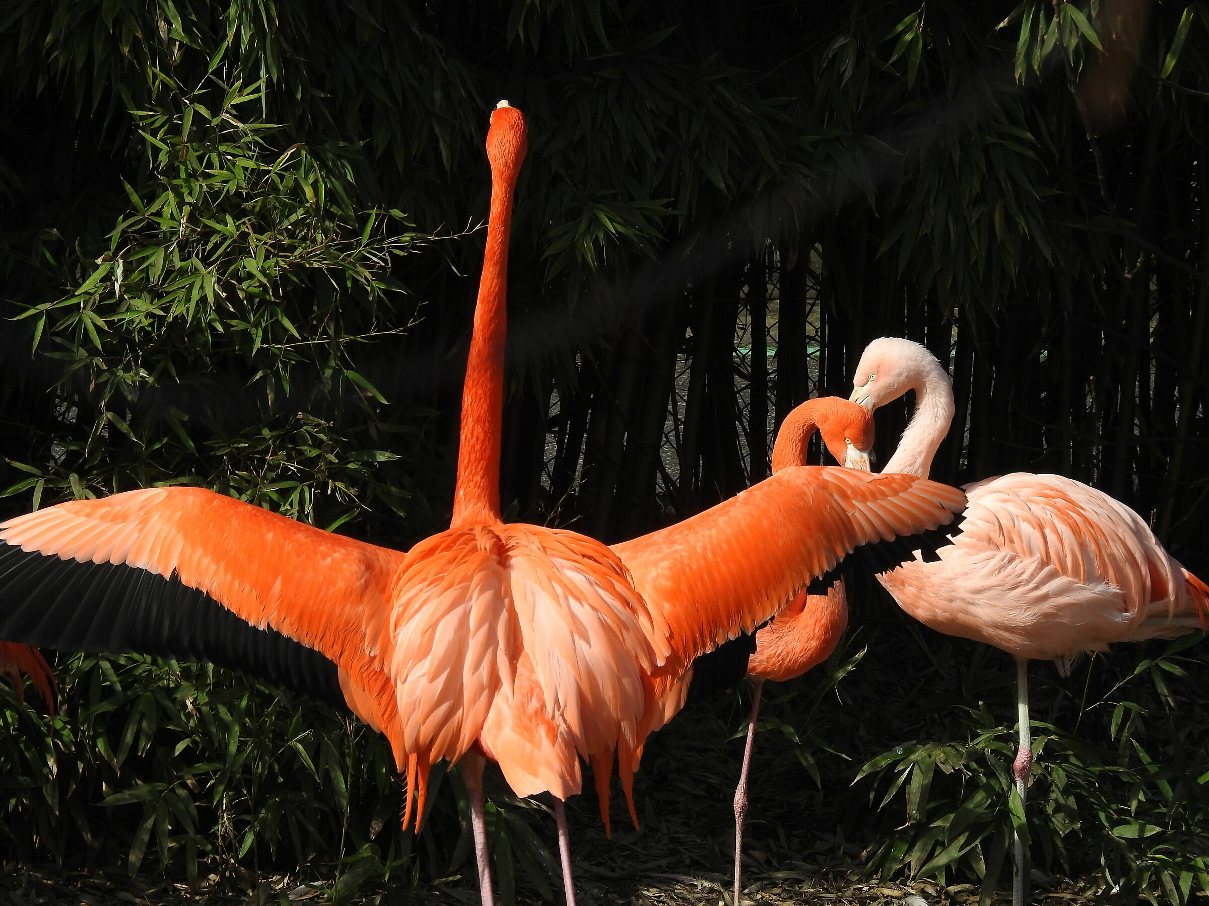 Flamingos (Park Le Cornelle)