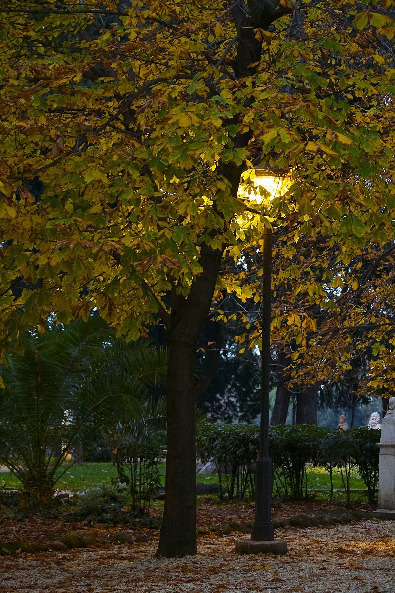 Tree with lamp