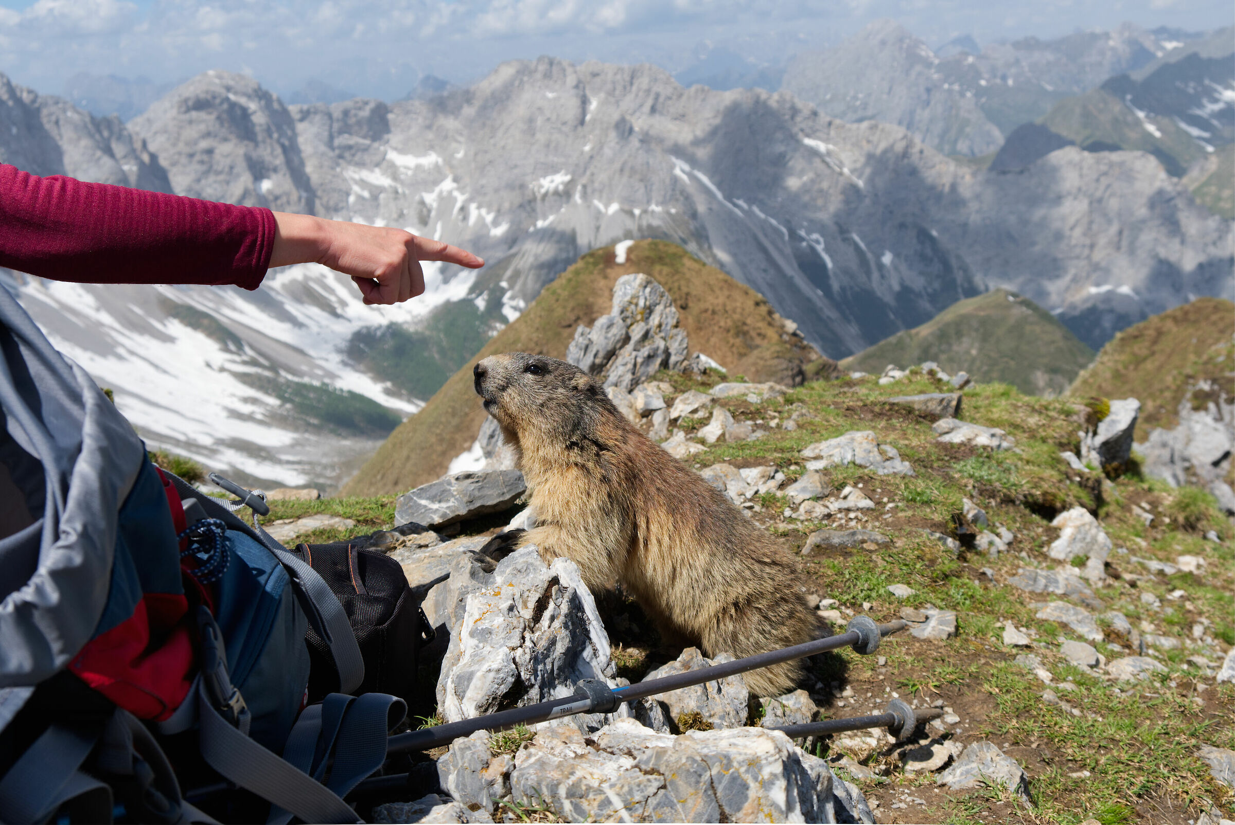 Marmot