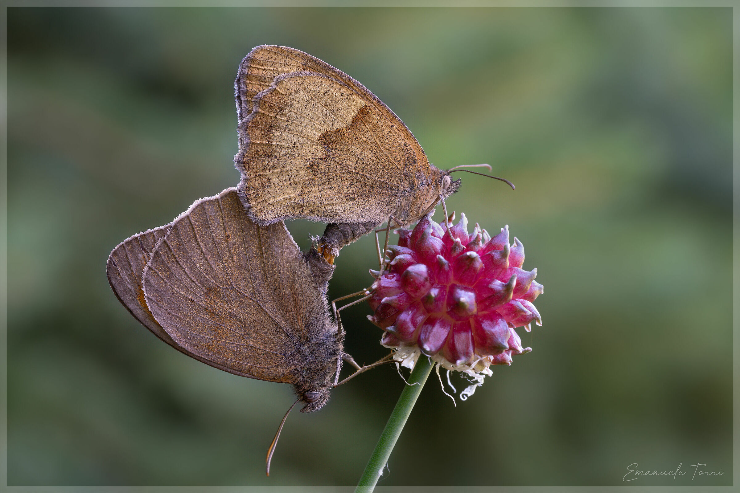 Maniola Jurtina in Love #2