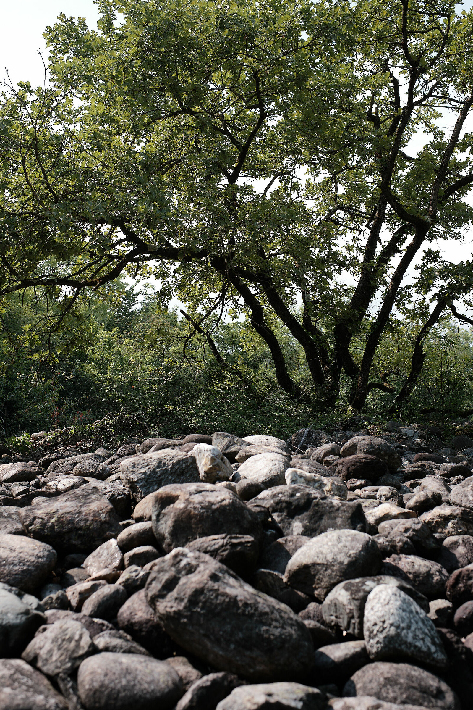 Riserva naturale speciale della Bessa