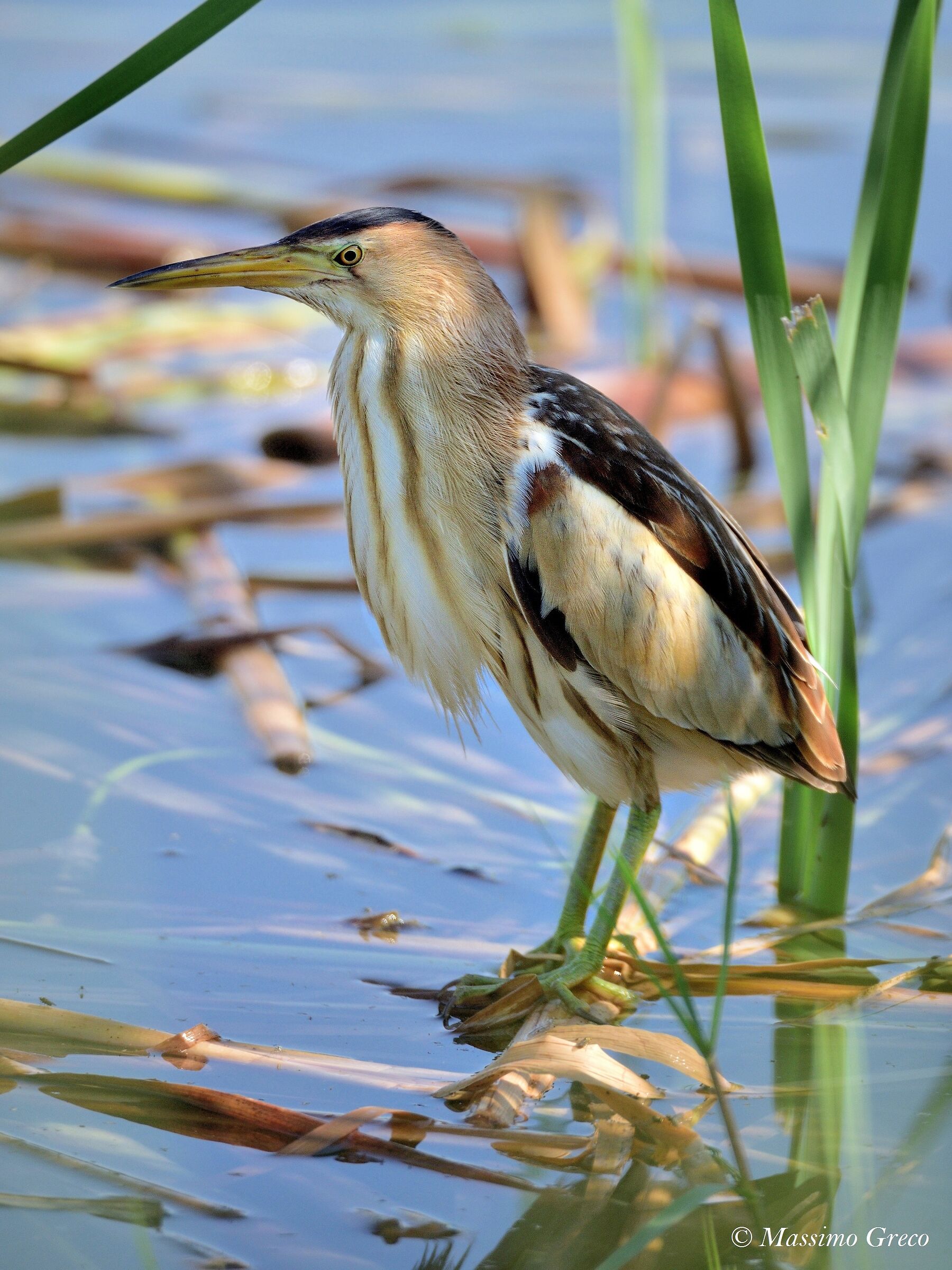 Tarabusino (Ixobrychus minutus) Il Principe del canneto