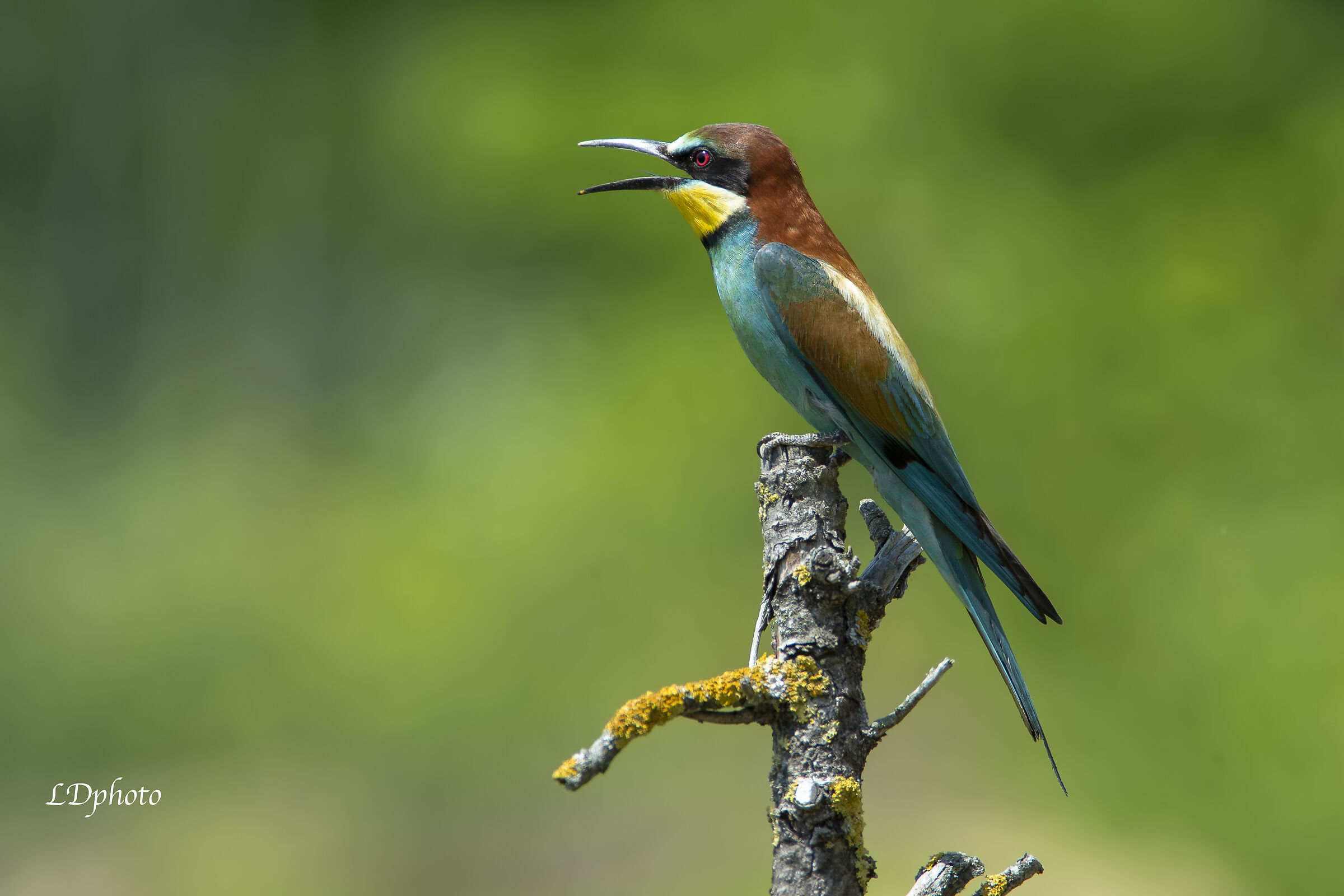 Bee-eater