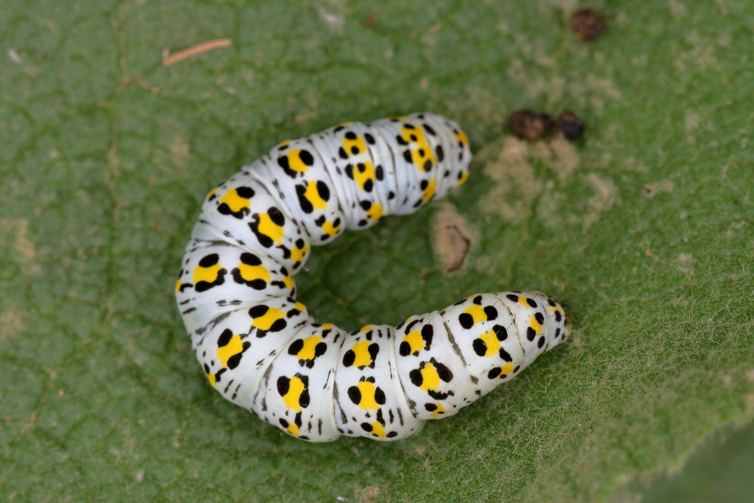 what butterfly is it?