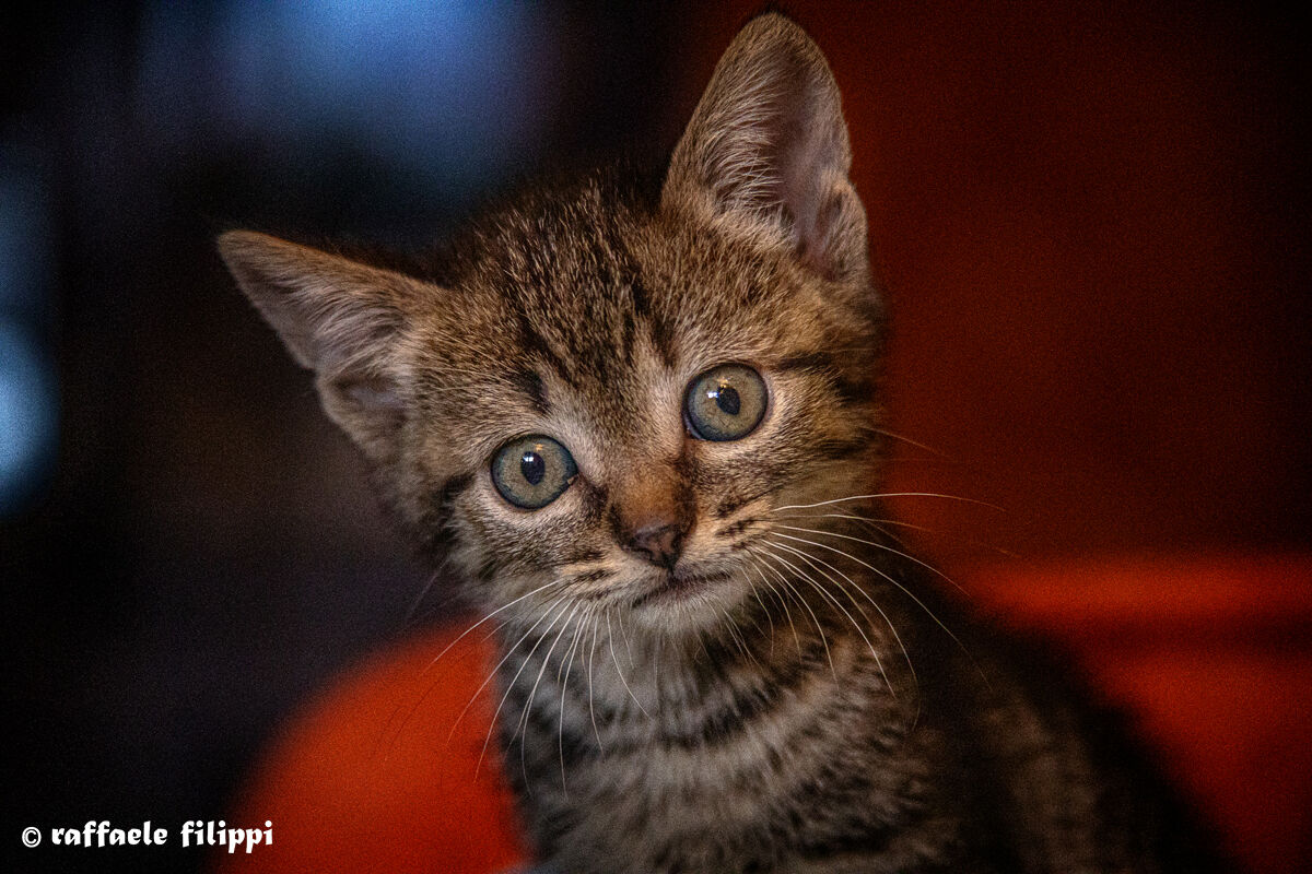 Trilly la mia nuova modella.