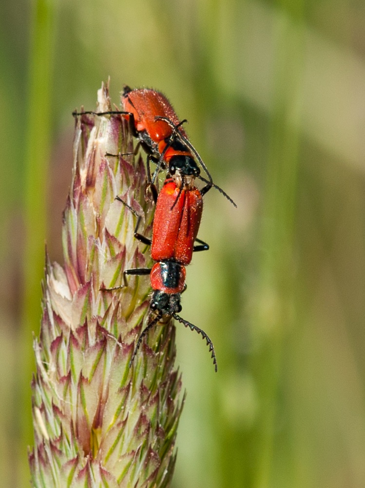 Accoppiamento di coleotteri