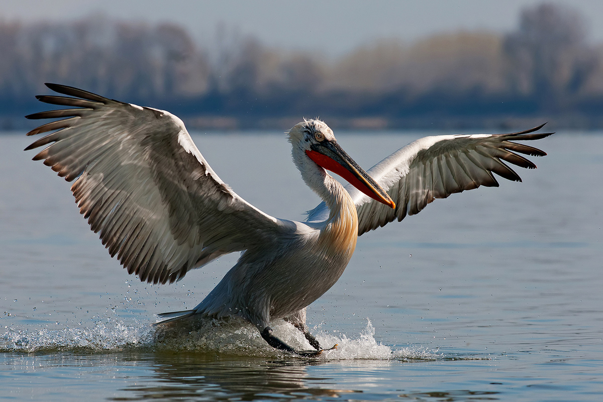 Dalmatian Pelican (Pelecanus crispus)