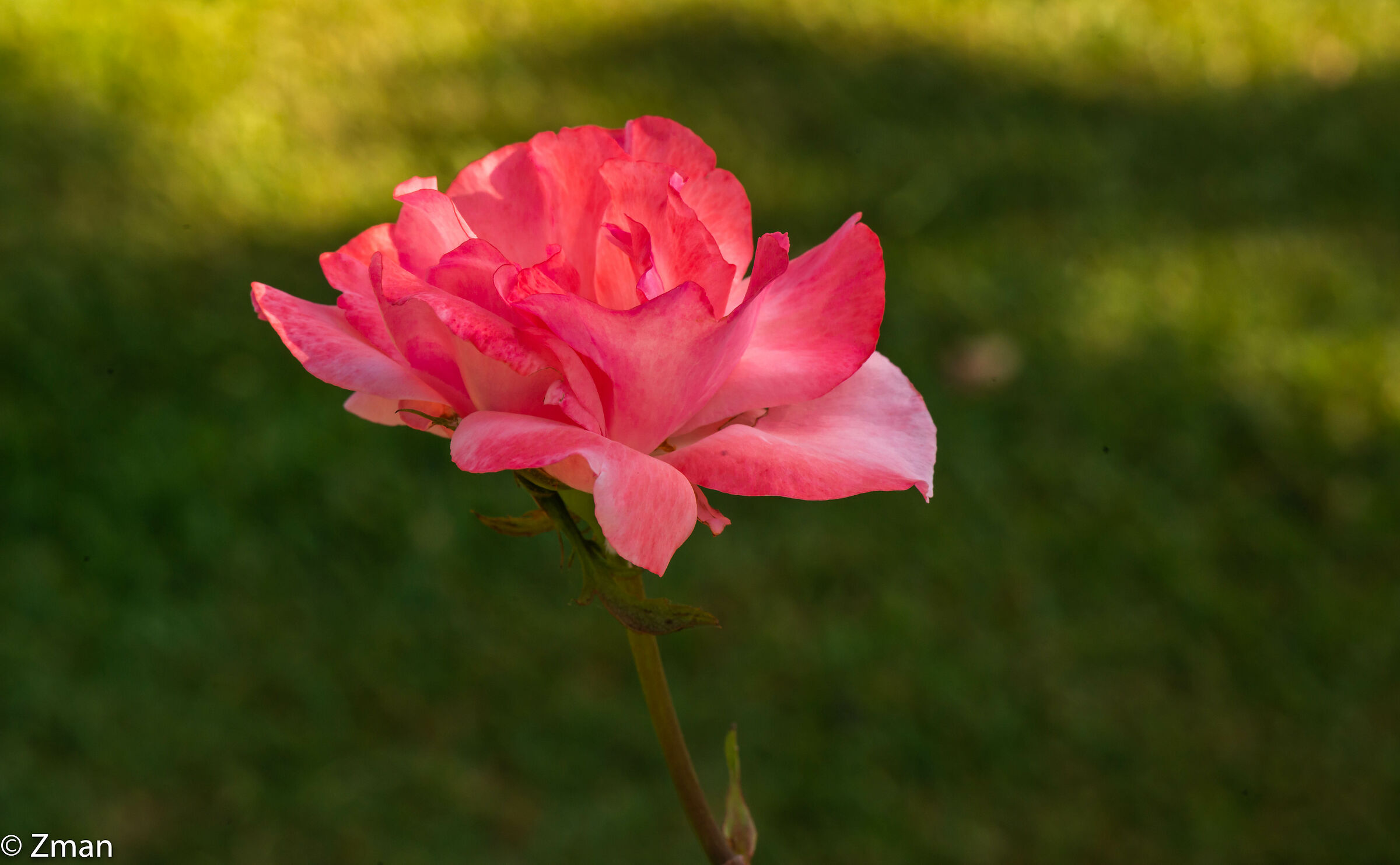 Rosa Rosa